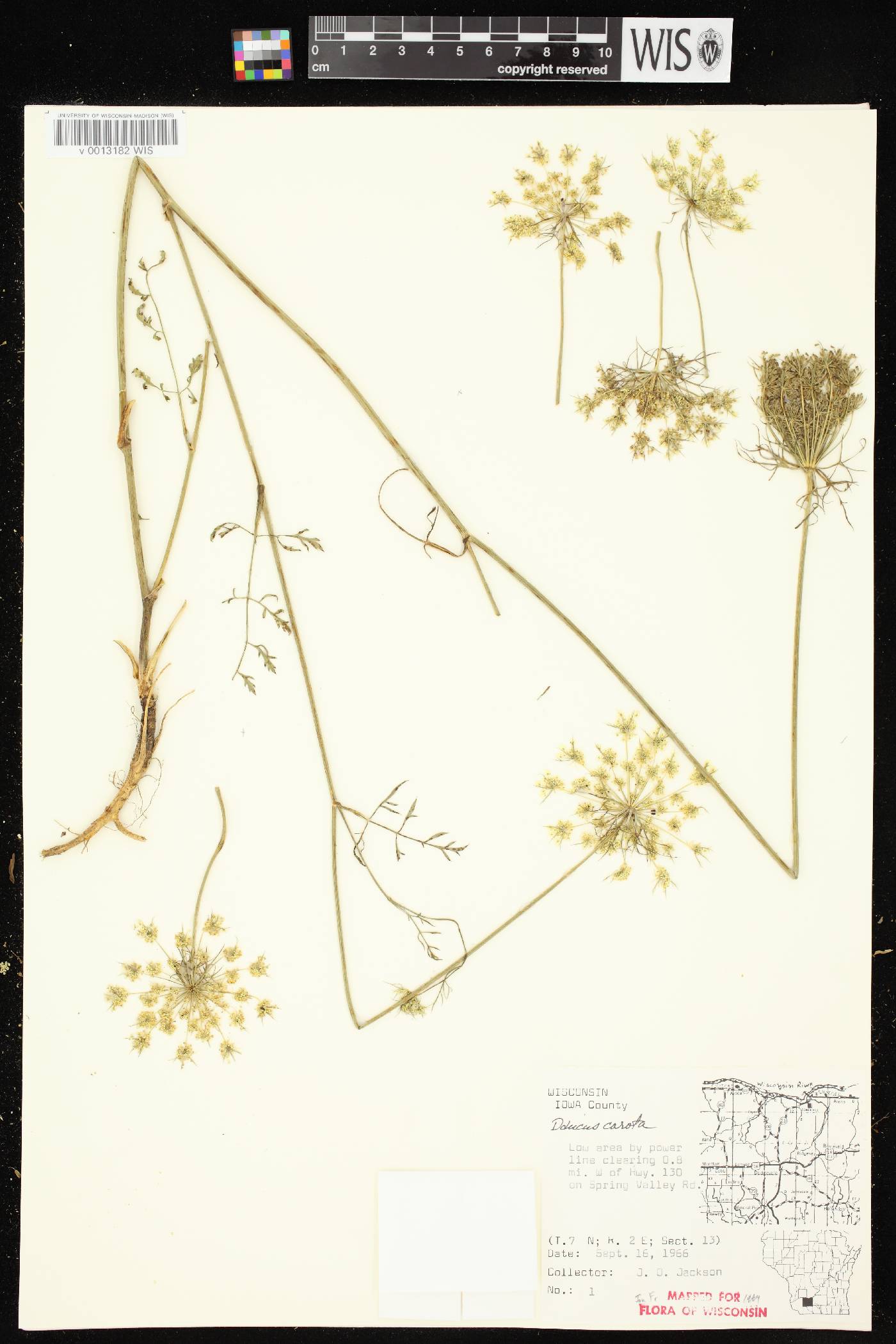 Daucus carota image