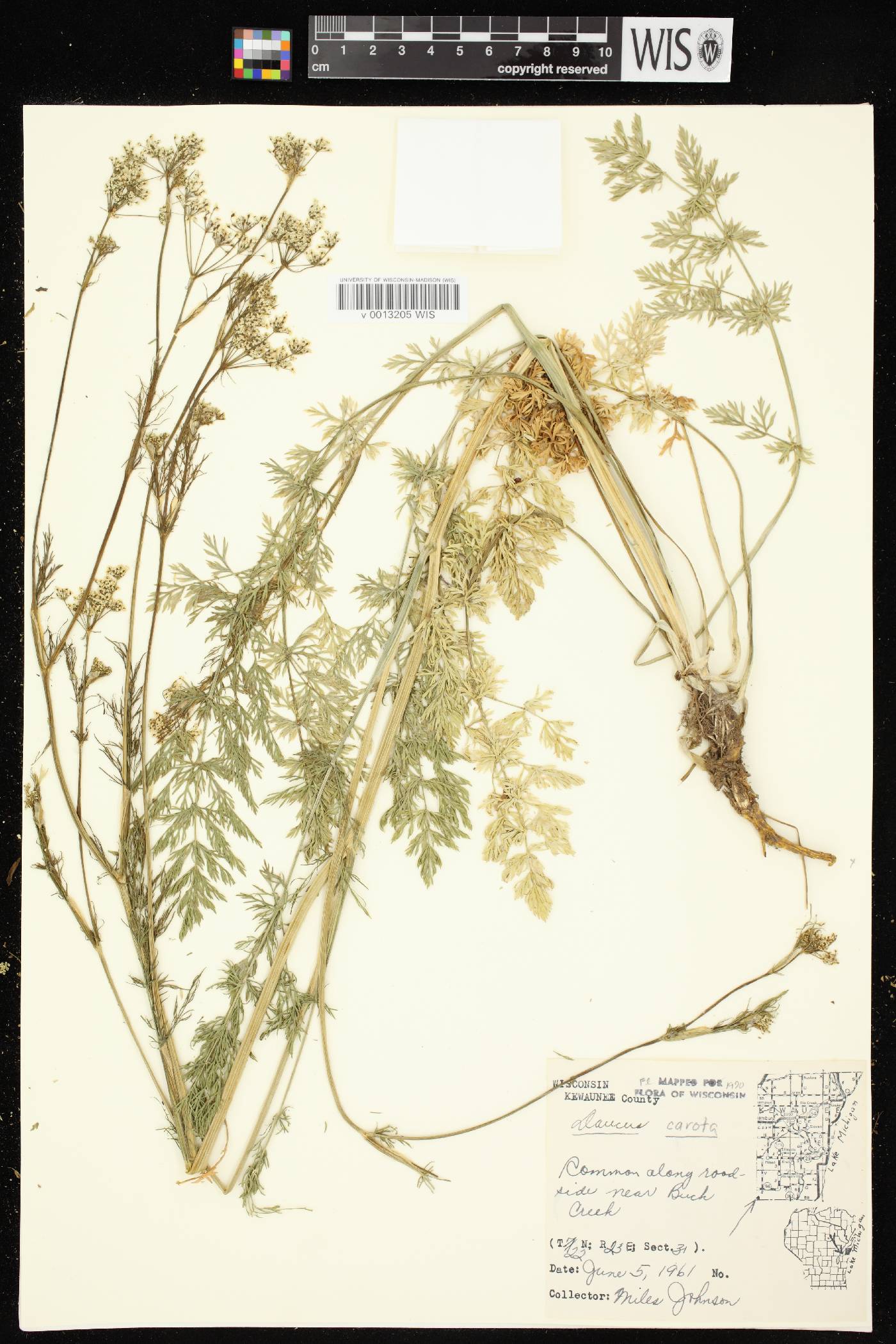 Daucus carota image