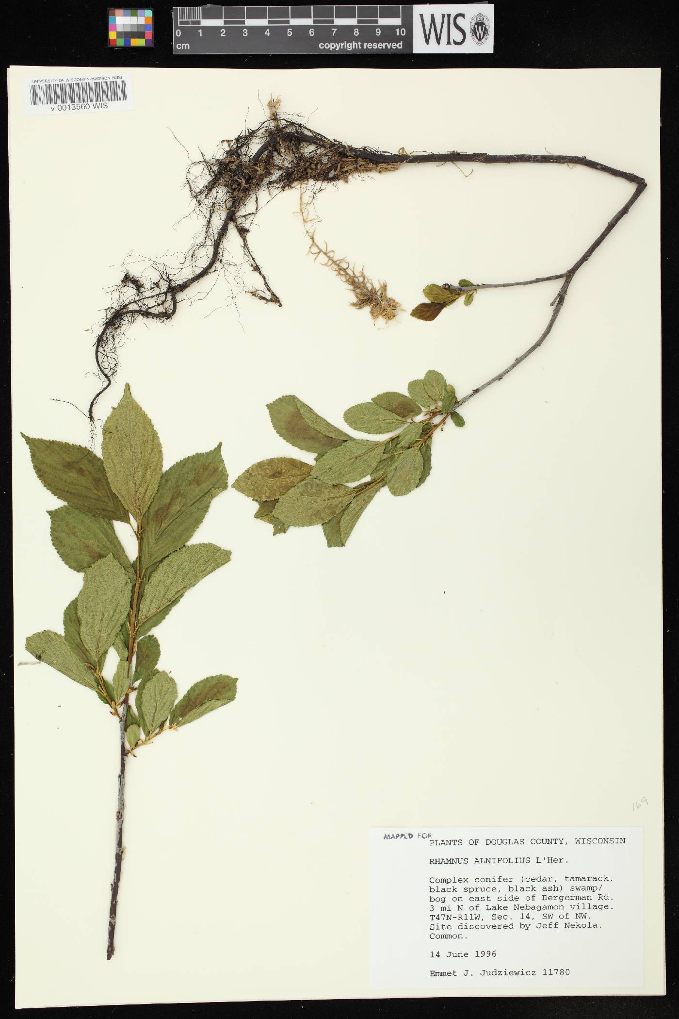Rhamnus alnifolia image