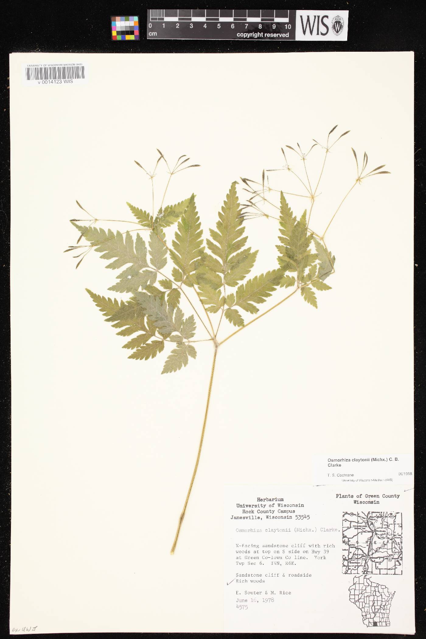 Osmorhiza claytonii image