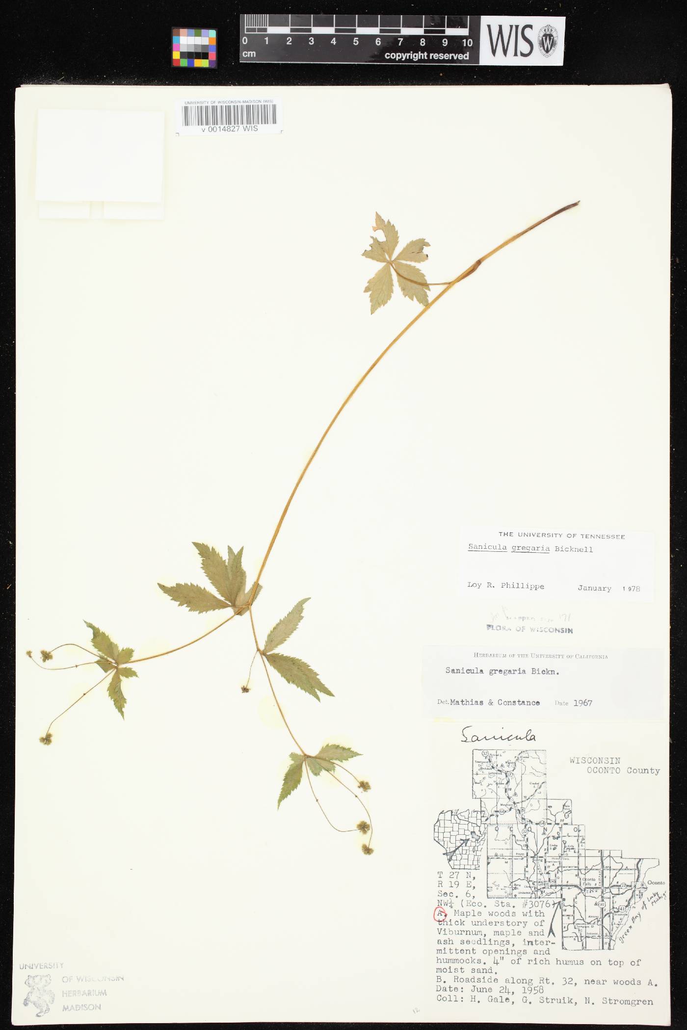 Sanicula odorata image