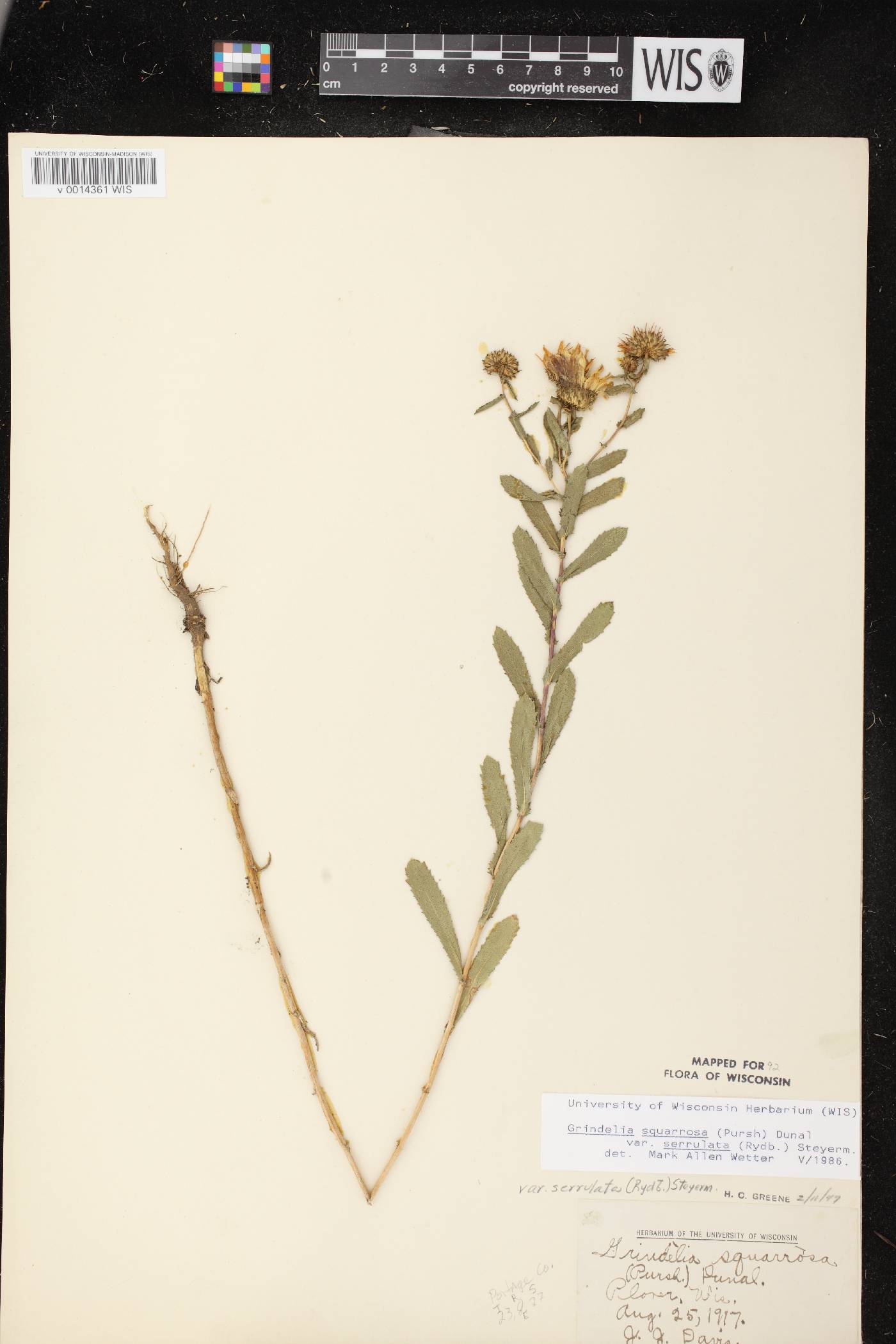 Grindelia squarrosa image