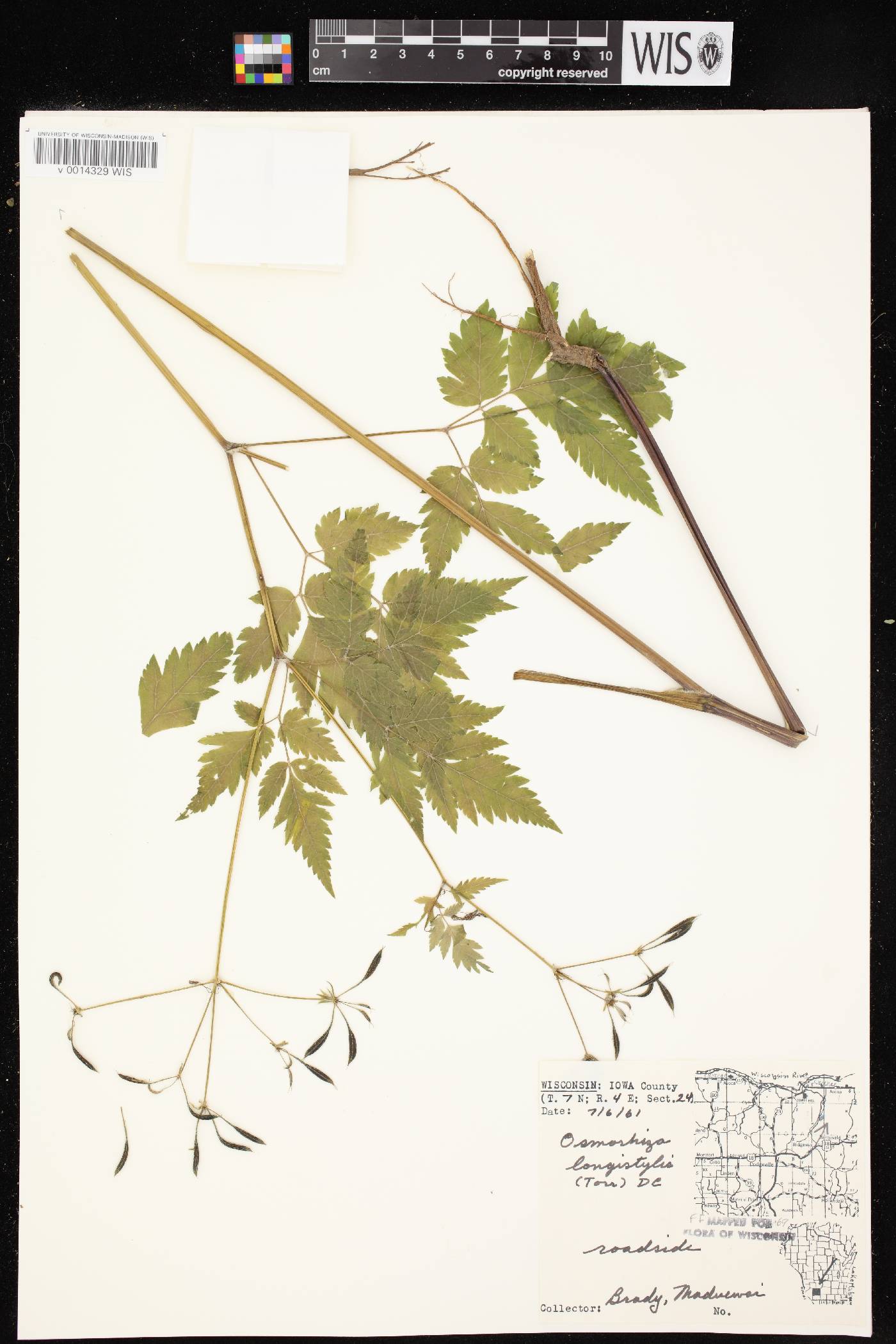 Osmorhiza longistylis image