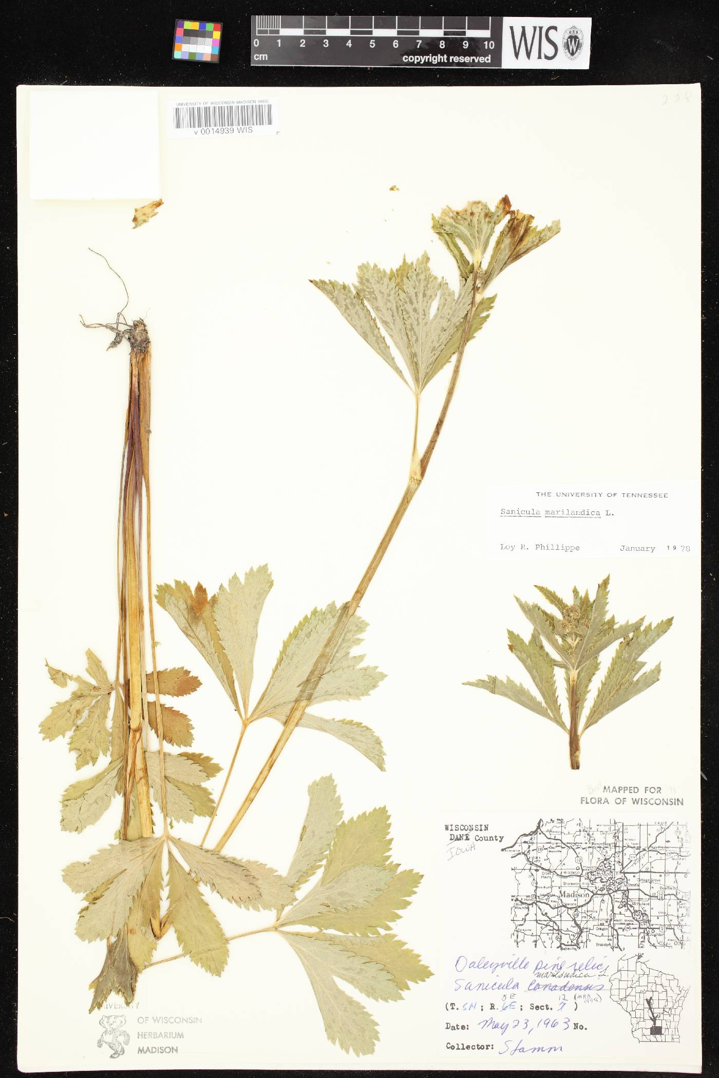 Sanicula marilandica image