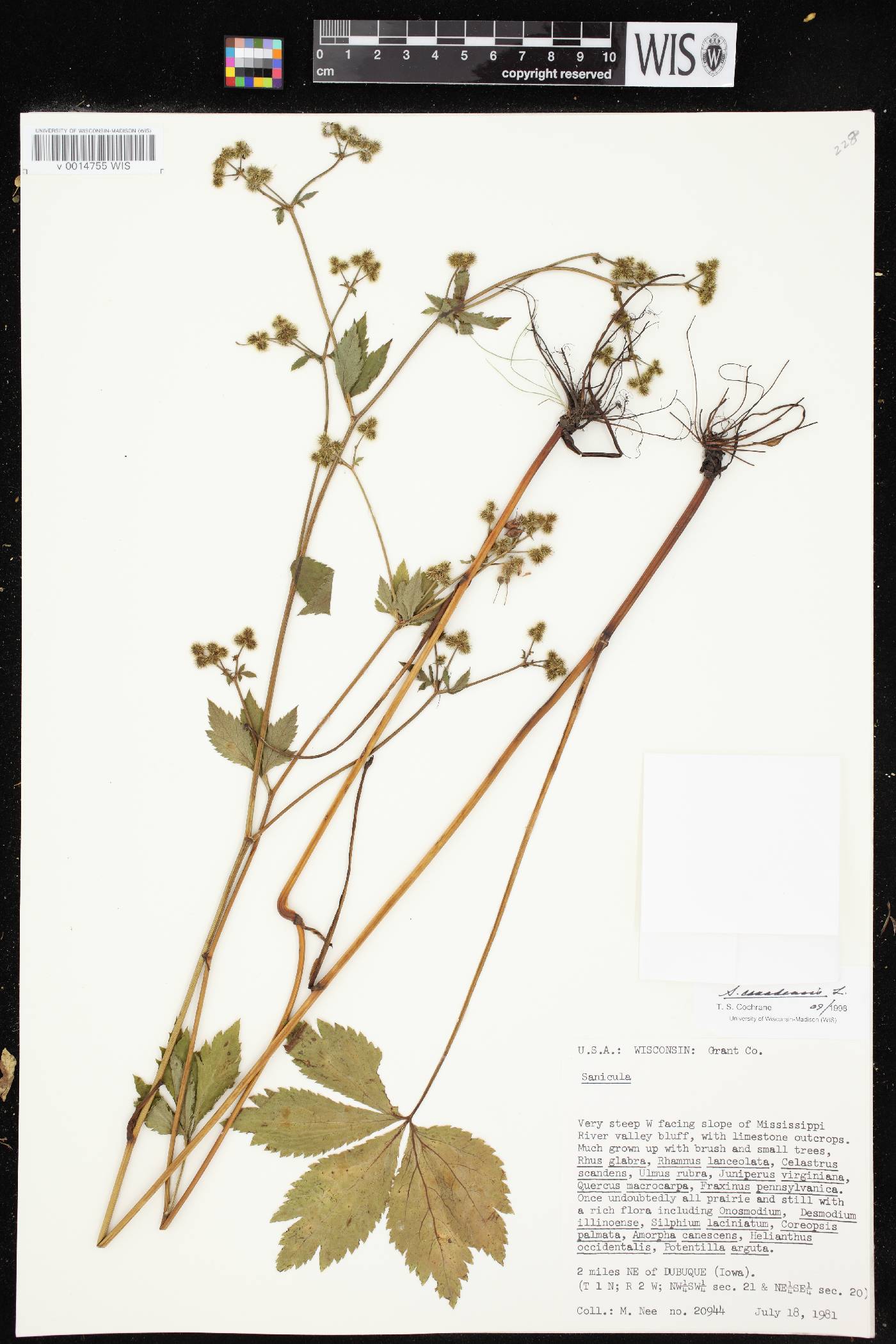 Sanicula canadensis image