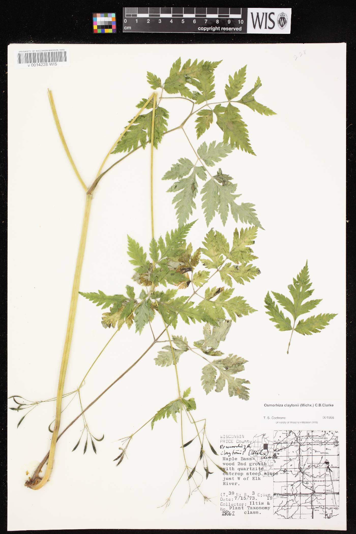 Osmorhiza claytonii image