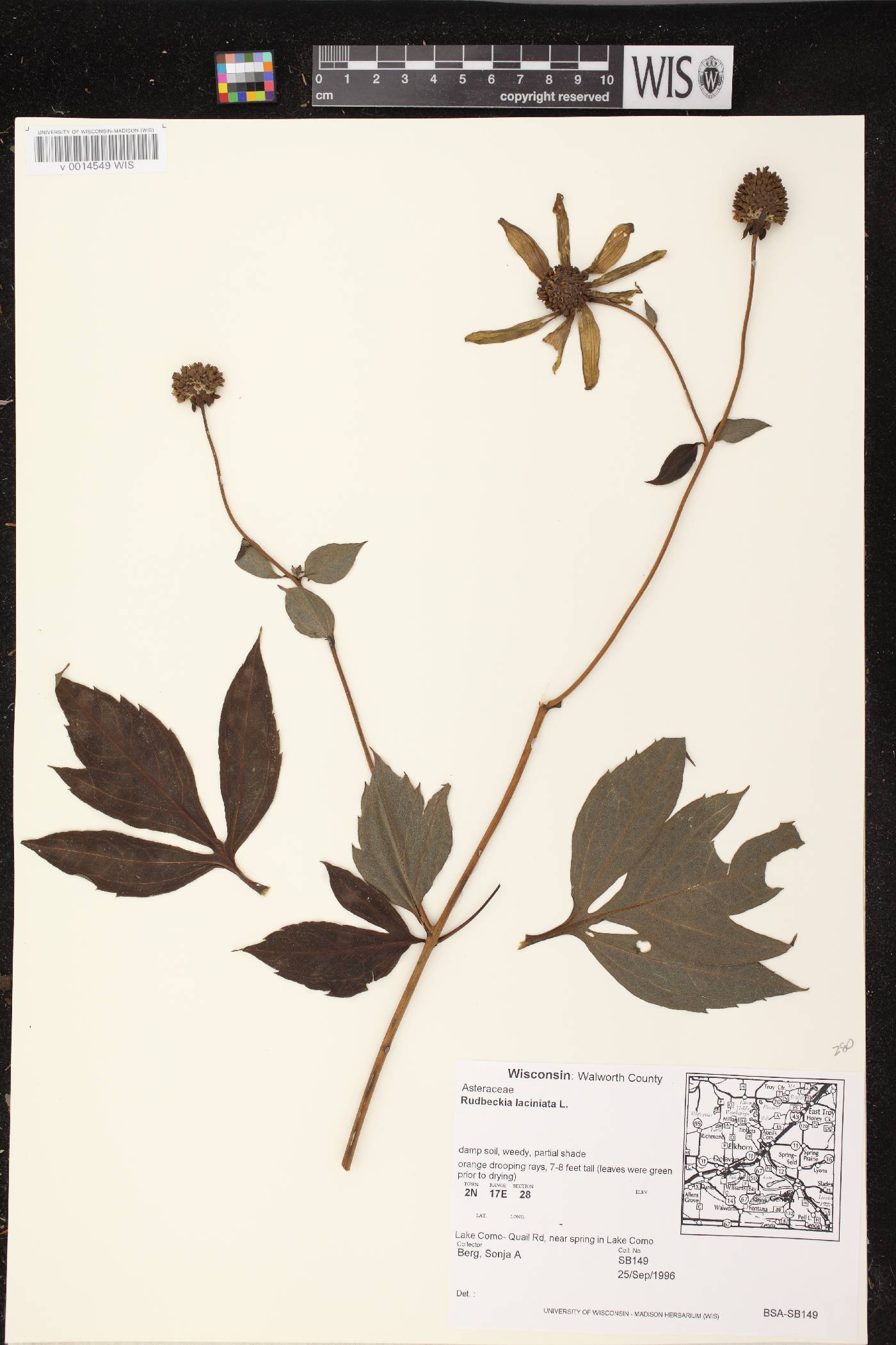 Rudbeckia laciniata image