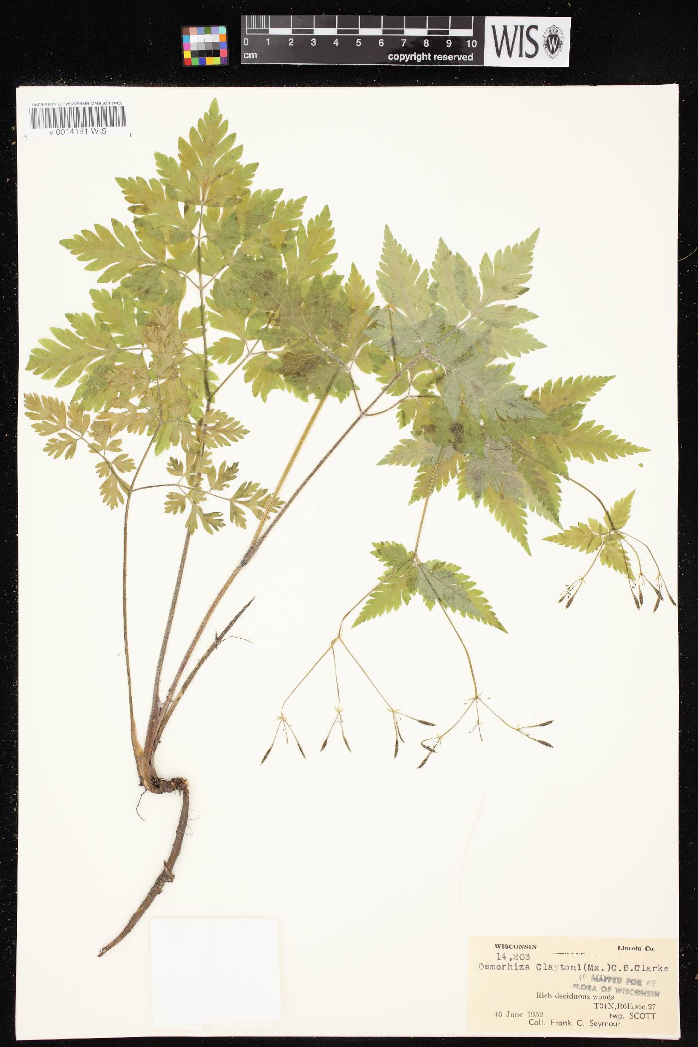 Osmorhiza claytonii image