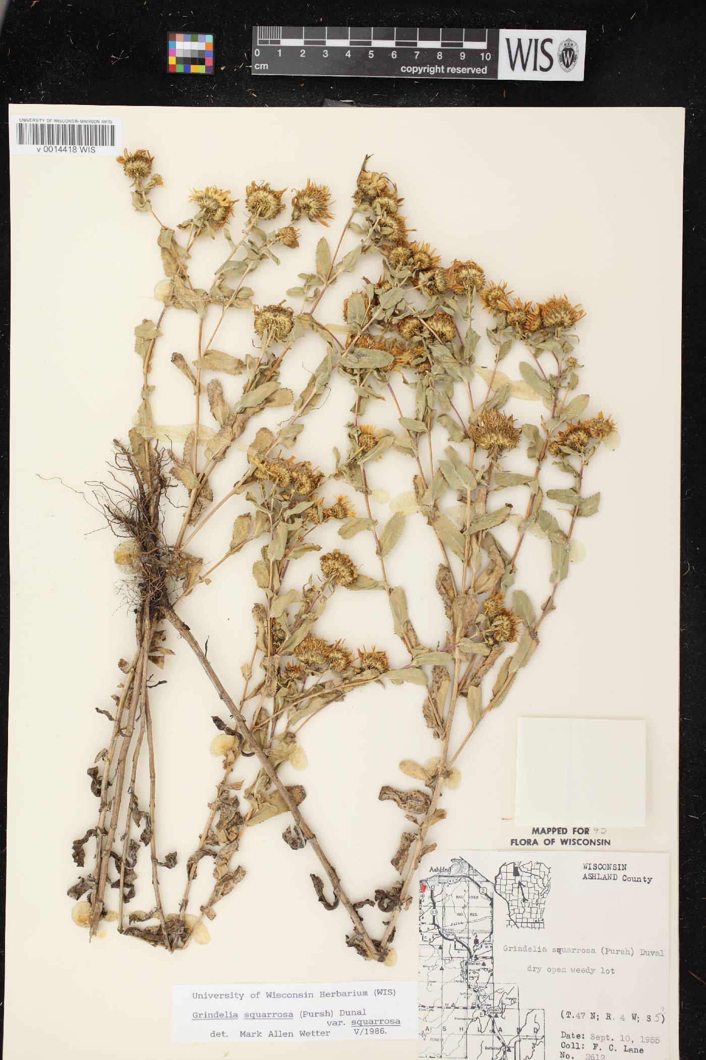 Grindelia squarrosa image