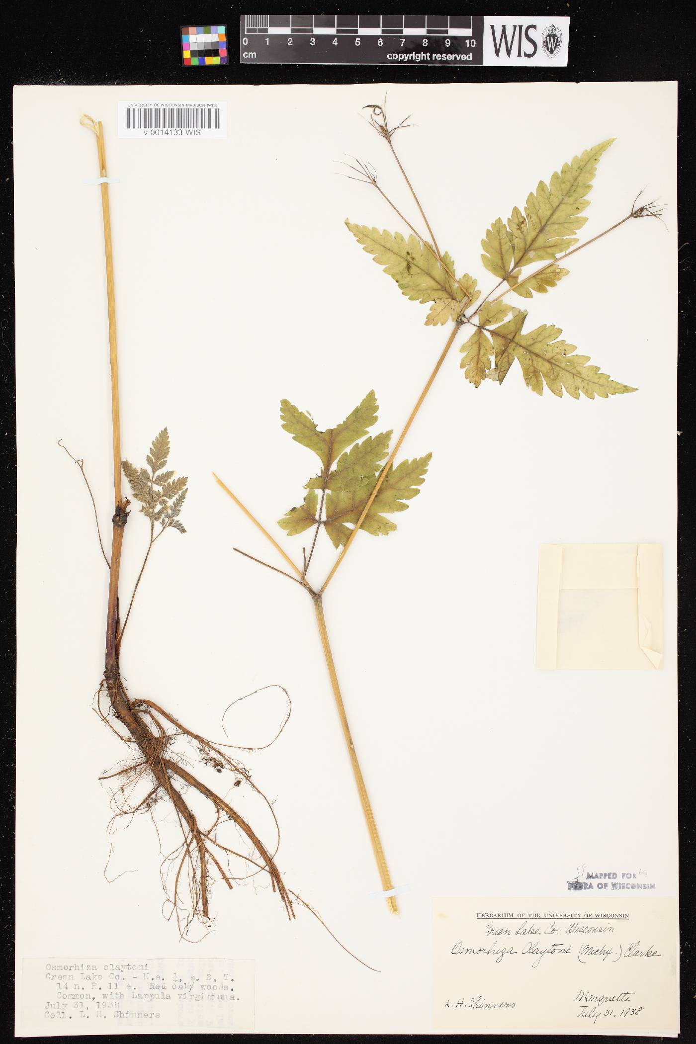 Osmorhiza claytonii image
