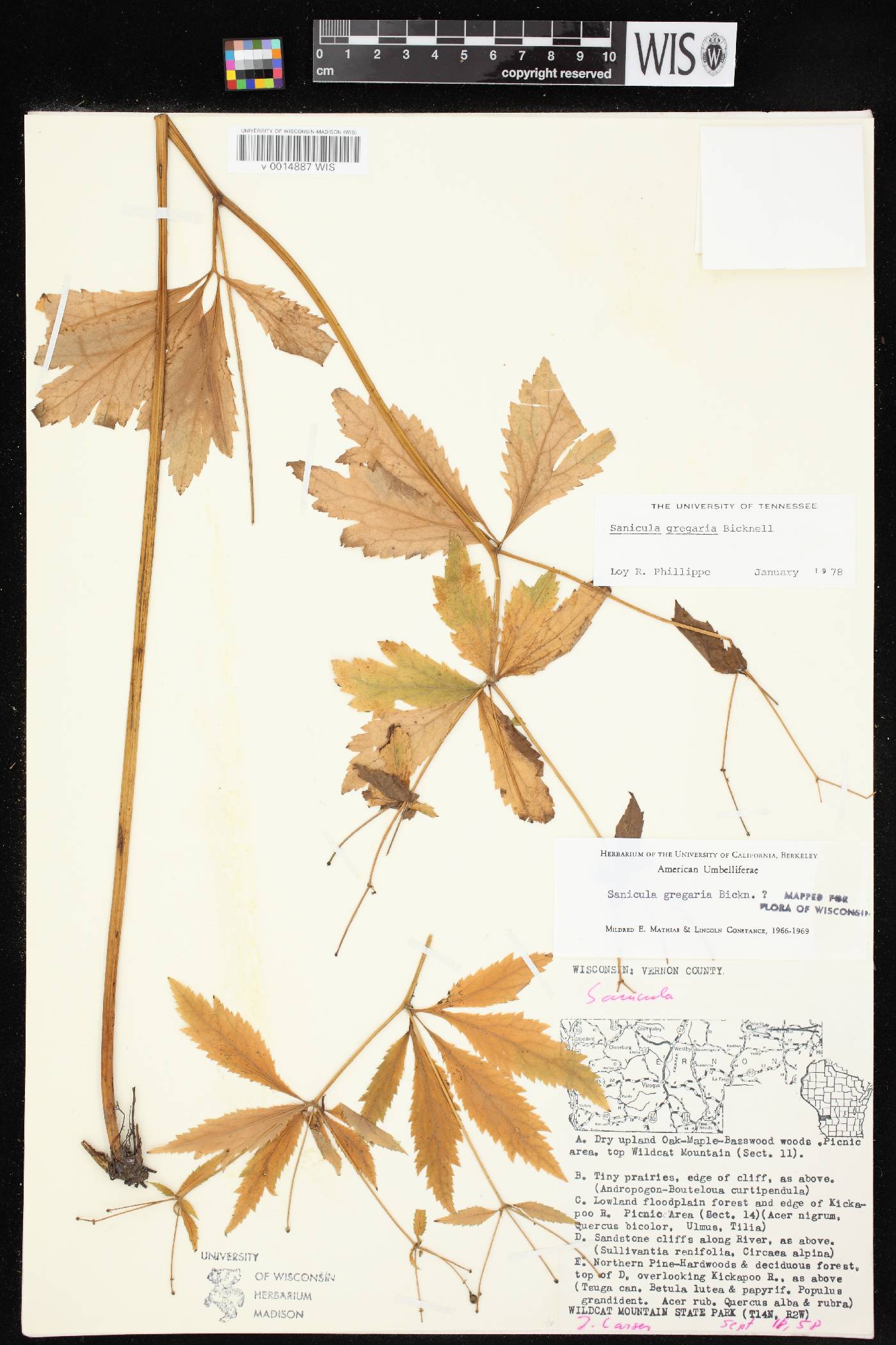 Sanicula odorata image