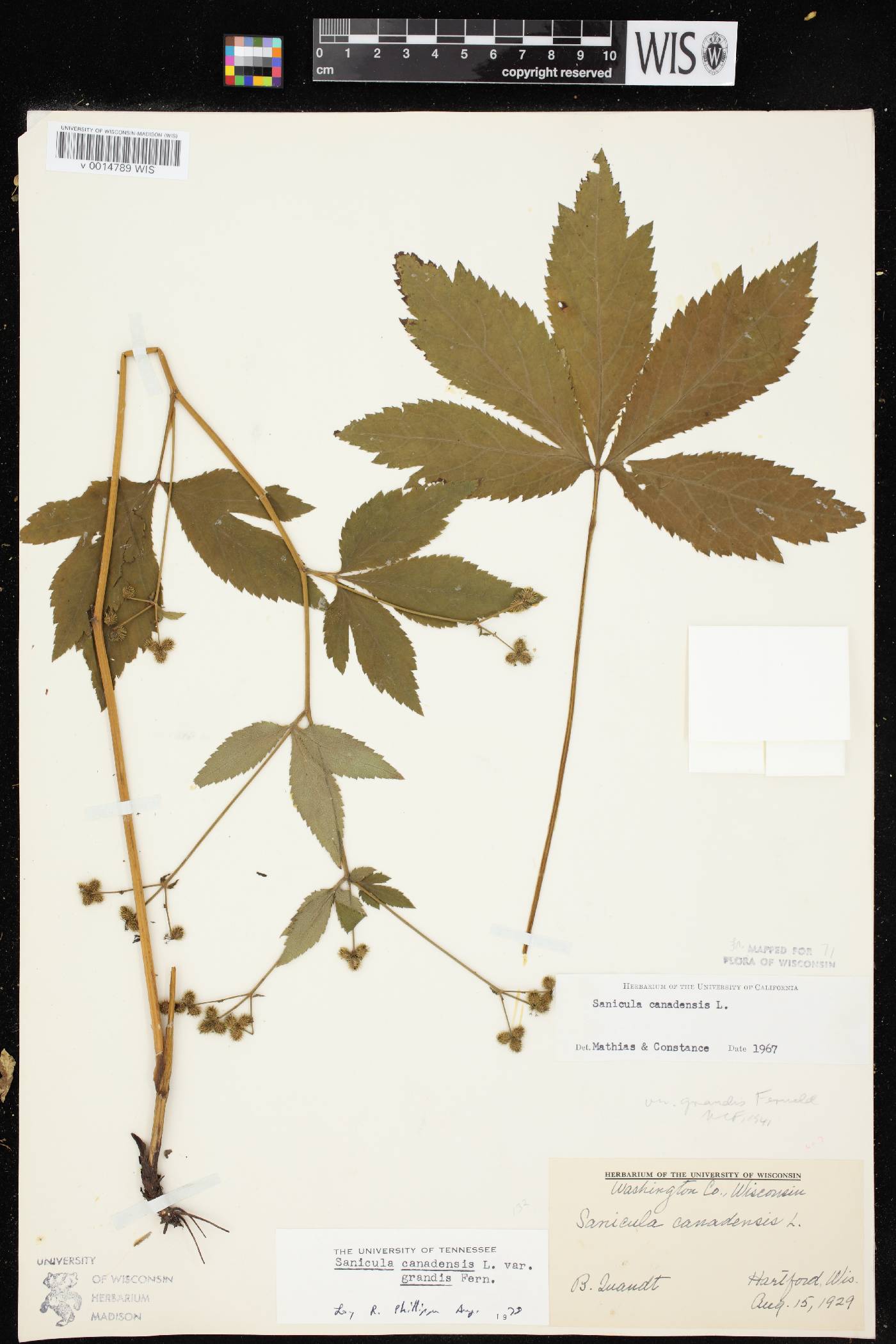 Sanicula canadensis image
