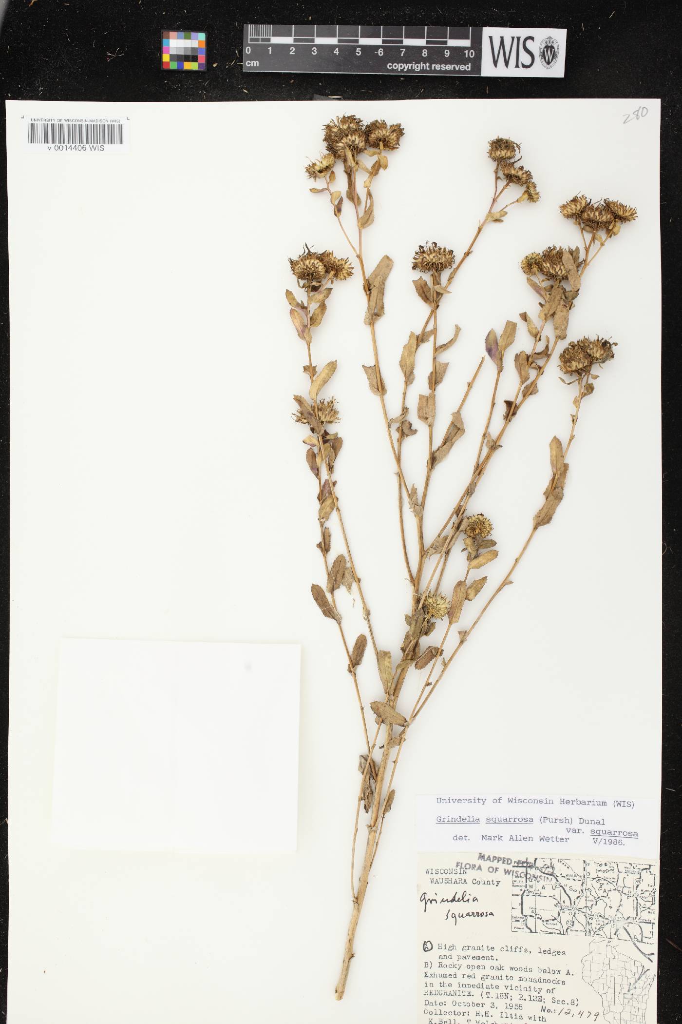 Grindelia squarrosa image