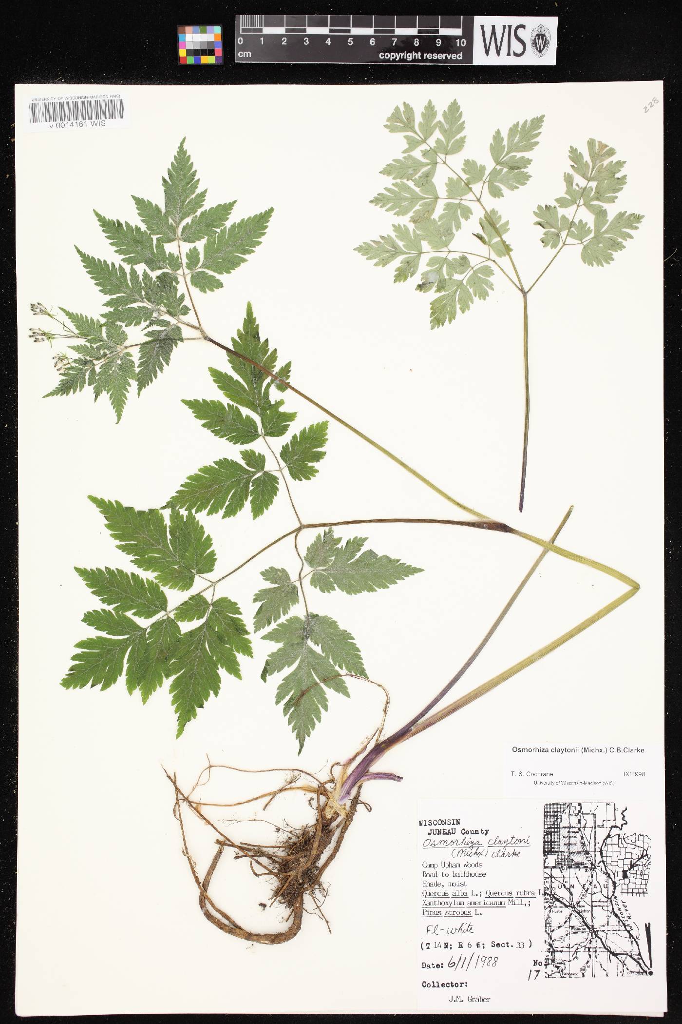 Osmorhiza claytonii image