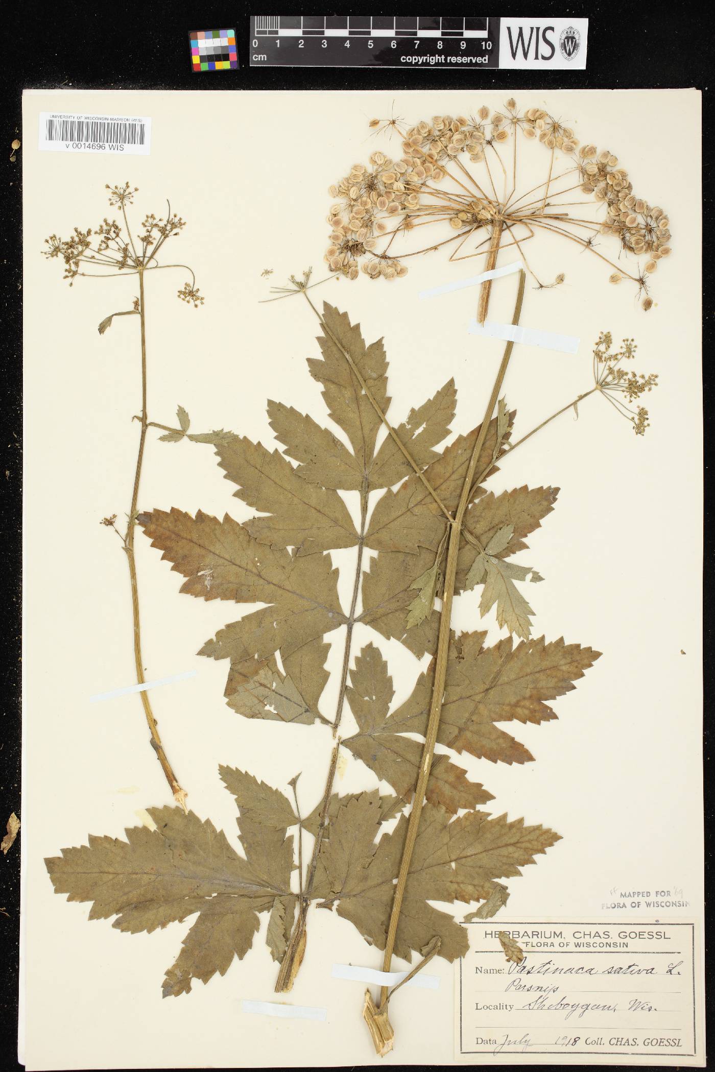 Pastinaca sativa image