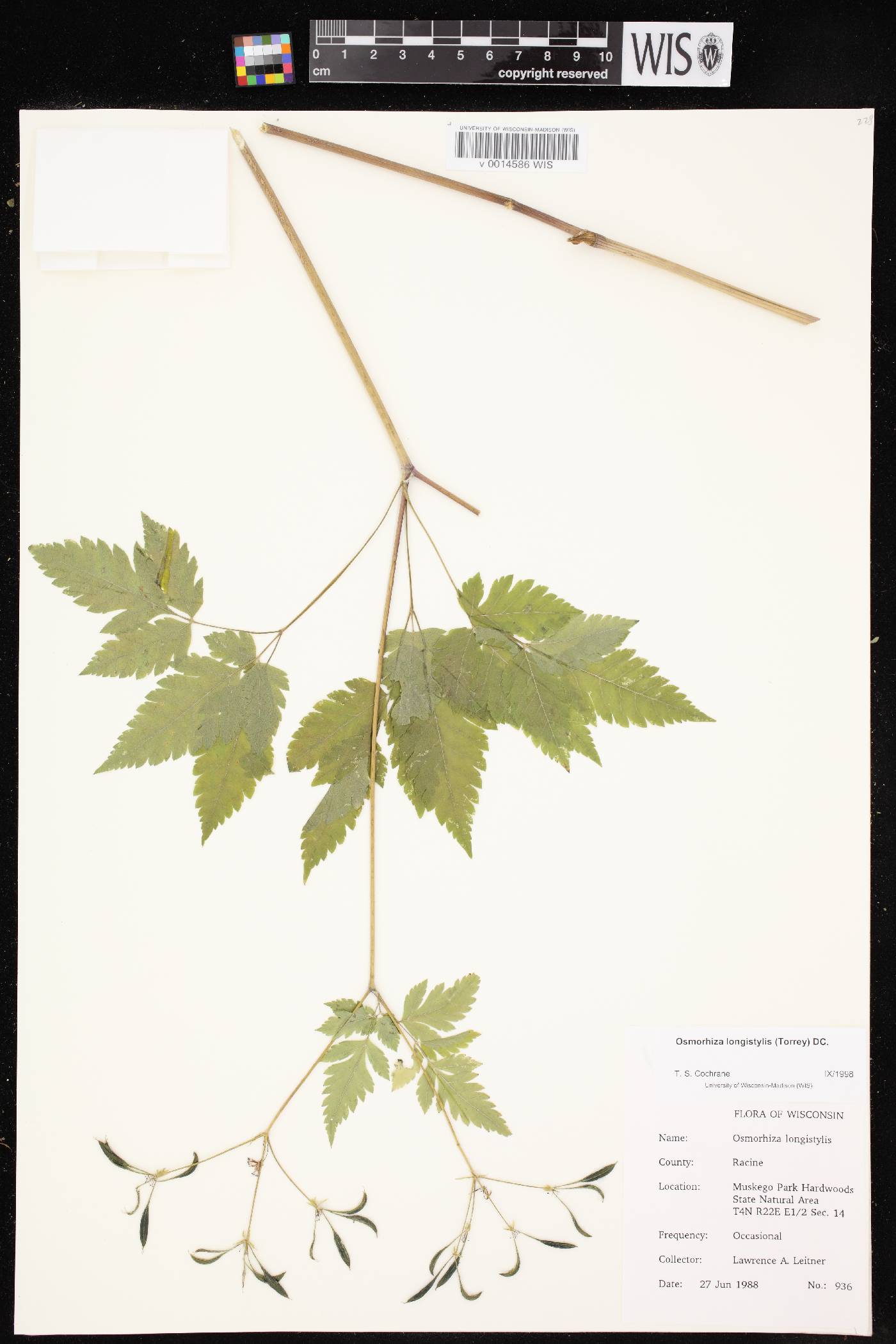 Osmorhiza longistylis image