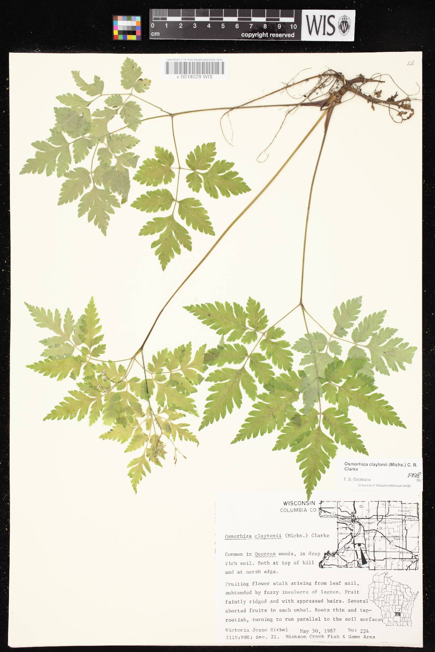 Osmorhiza claytonii image