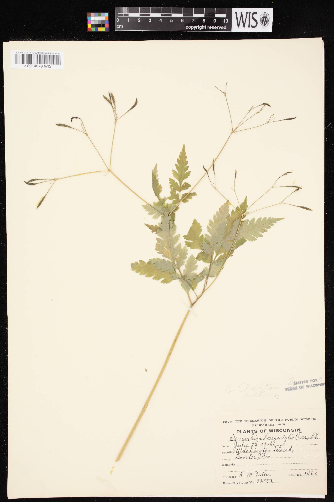 Osmorhiza claytonii image