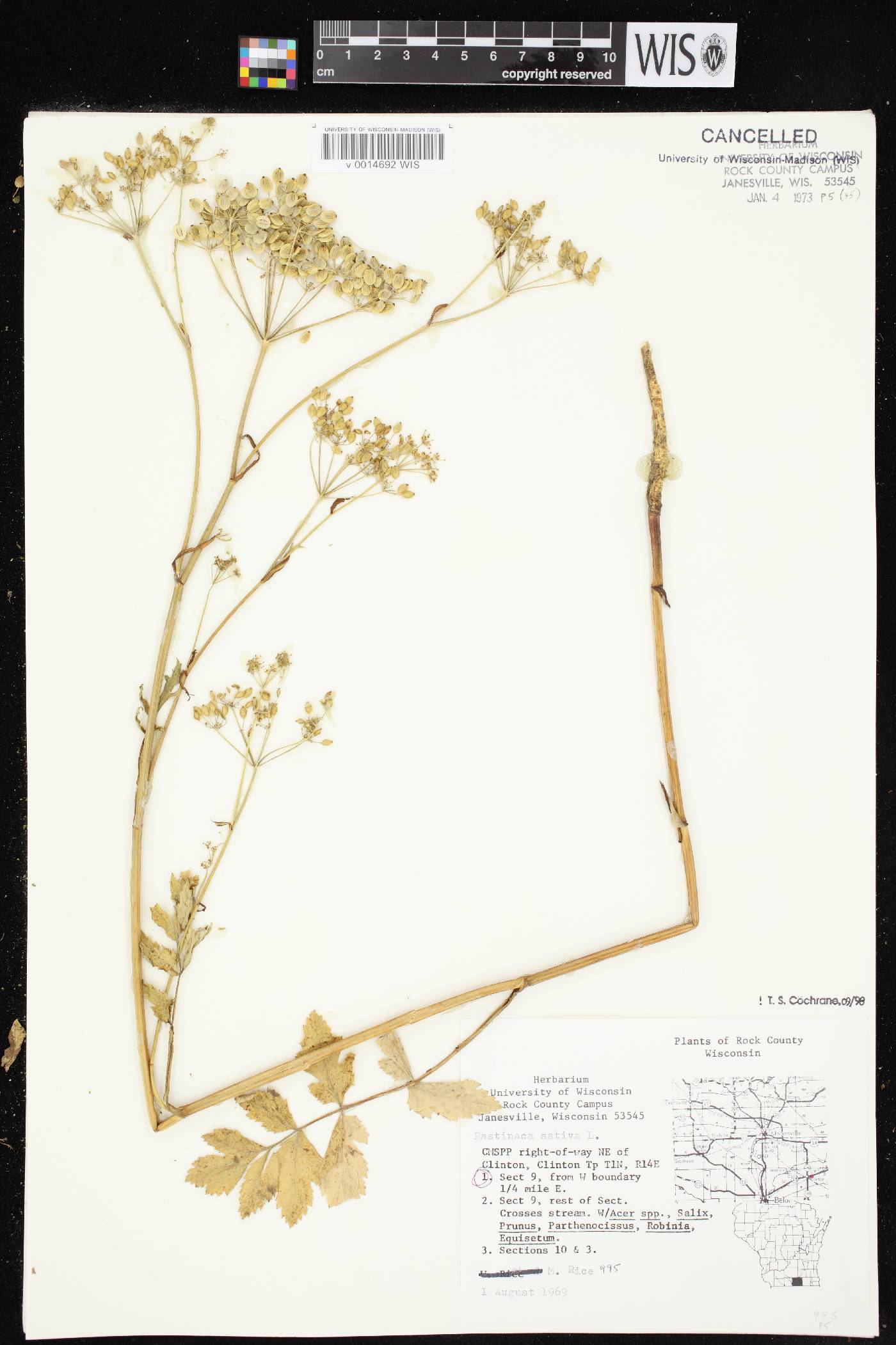 Pastinaca sativa image