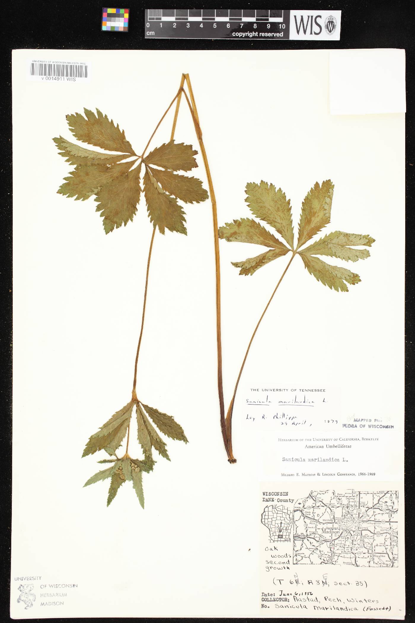 Sanicula marilandica image