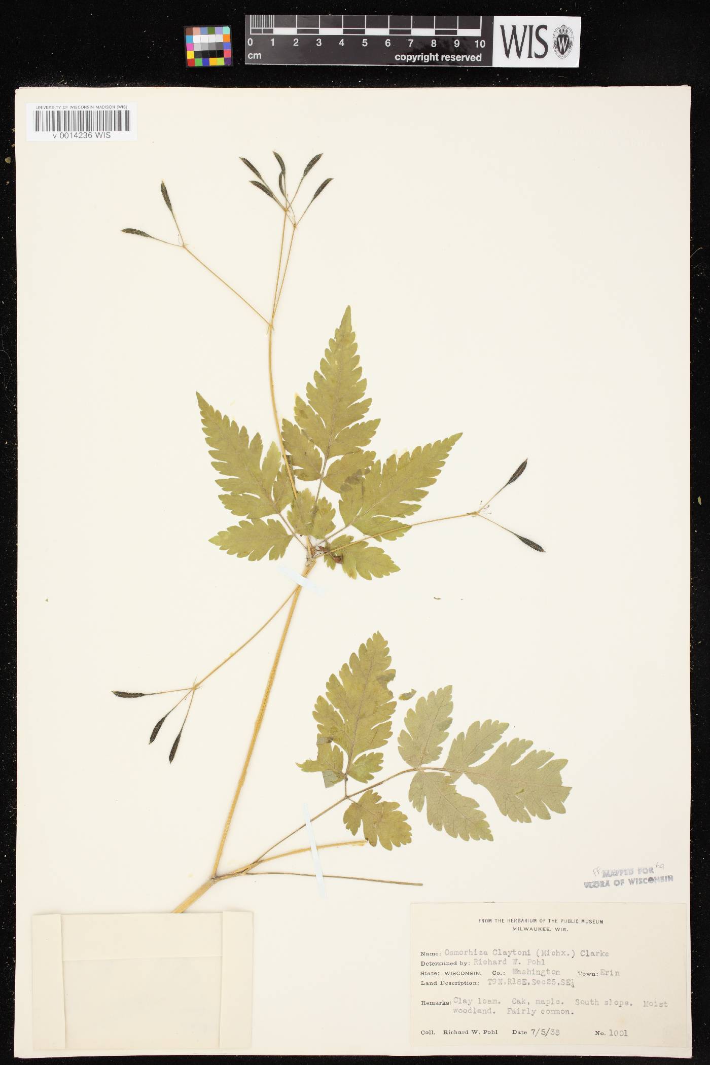 Osmorhiza claytonii image