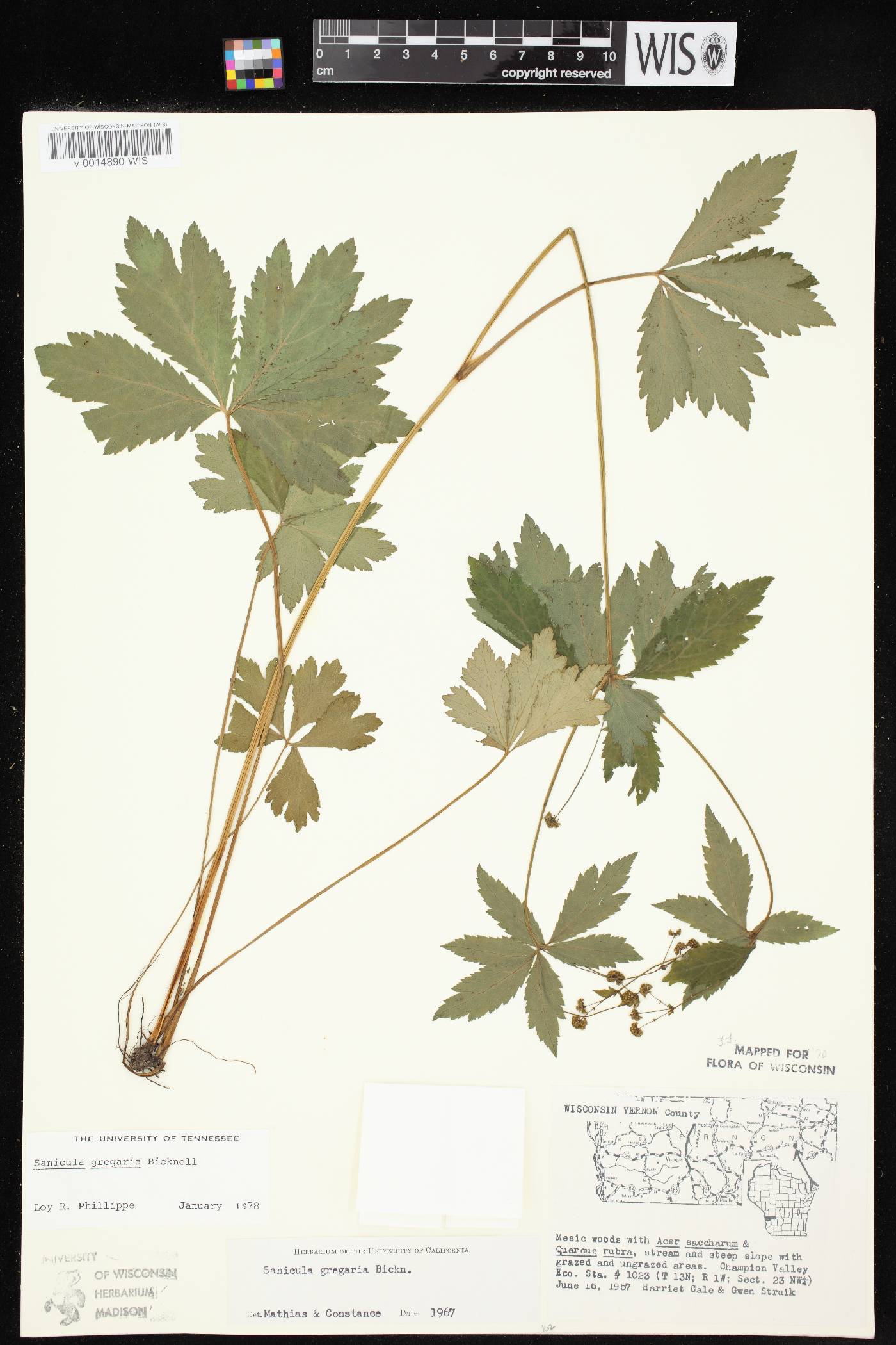 Sanicula odorata image