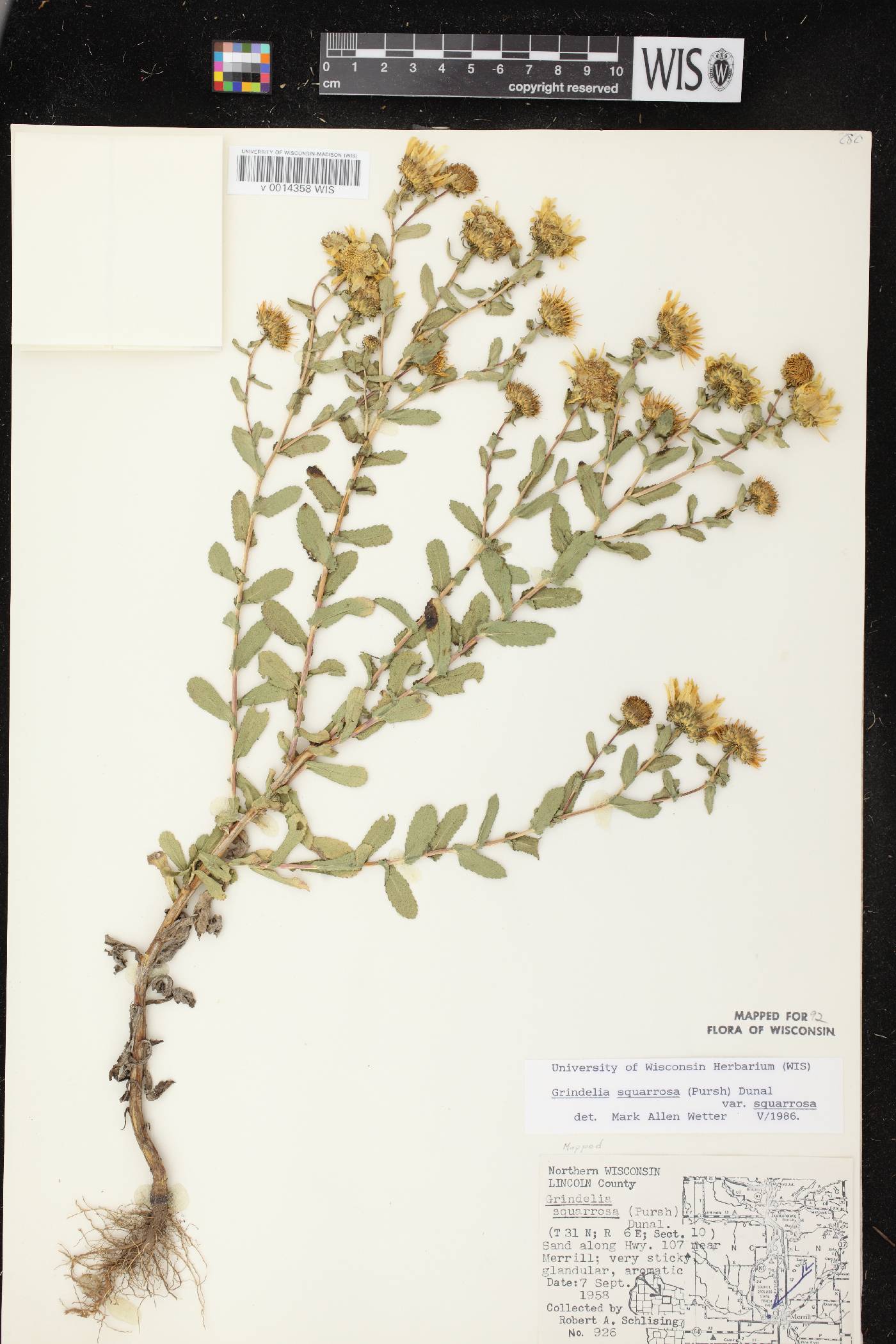 Grindelia squarrosa image