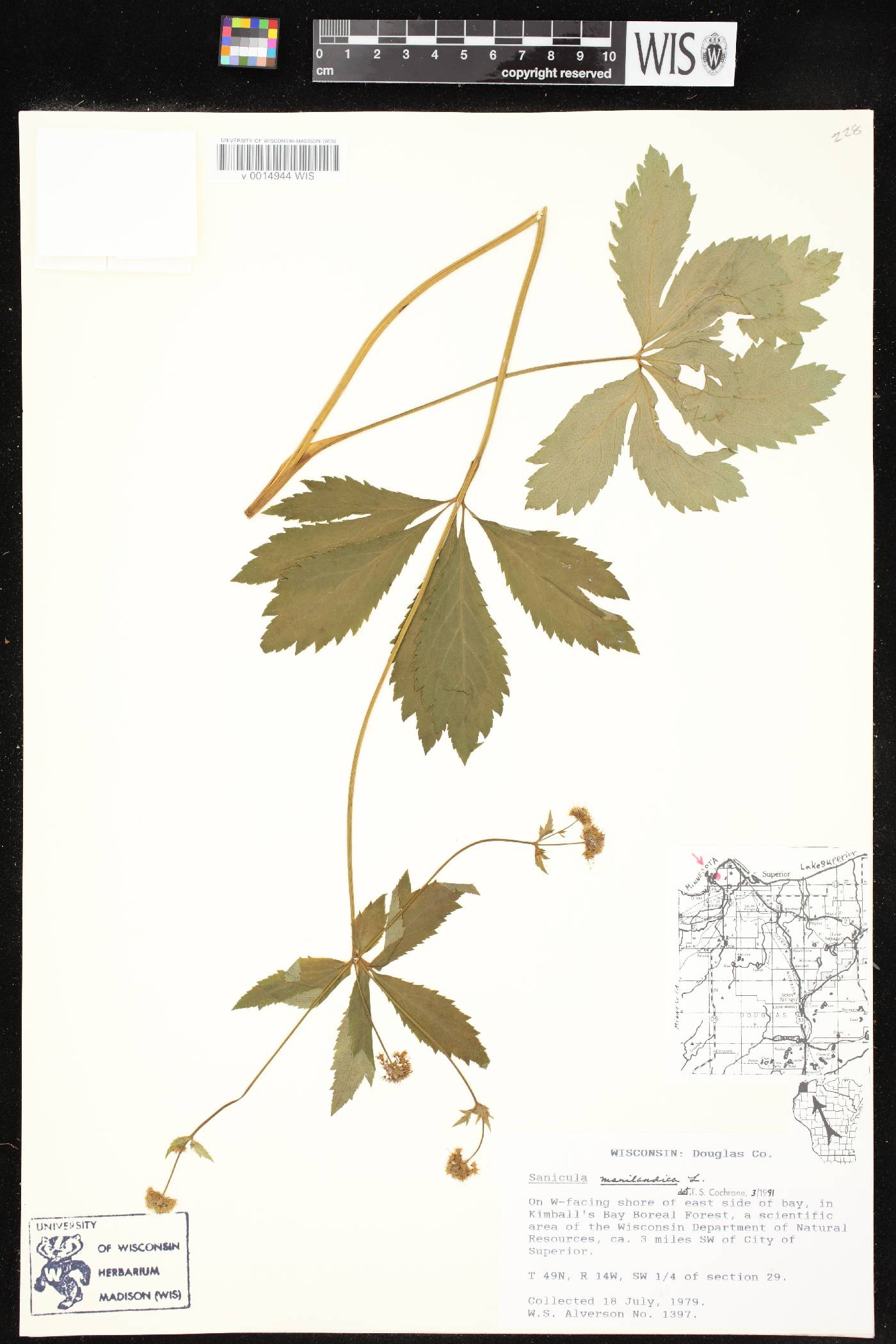 Sanicula marilandica image