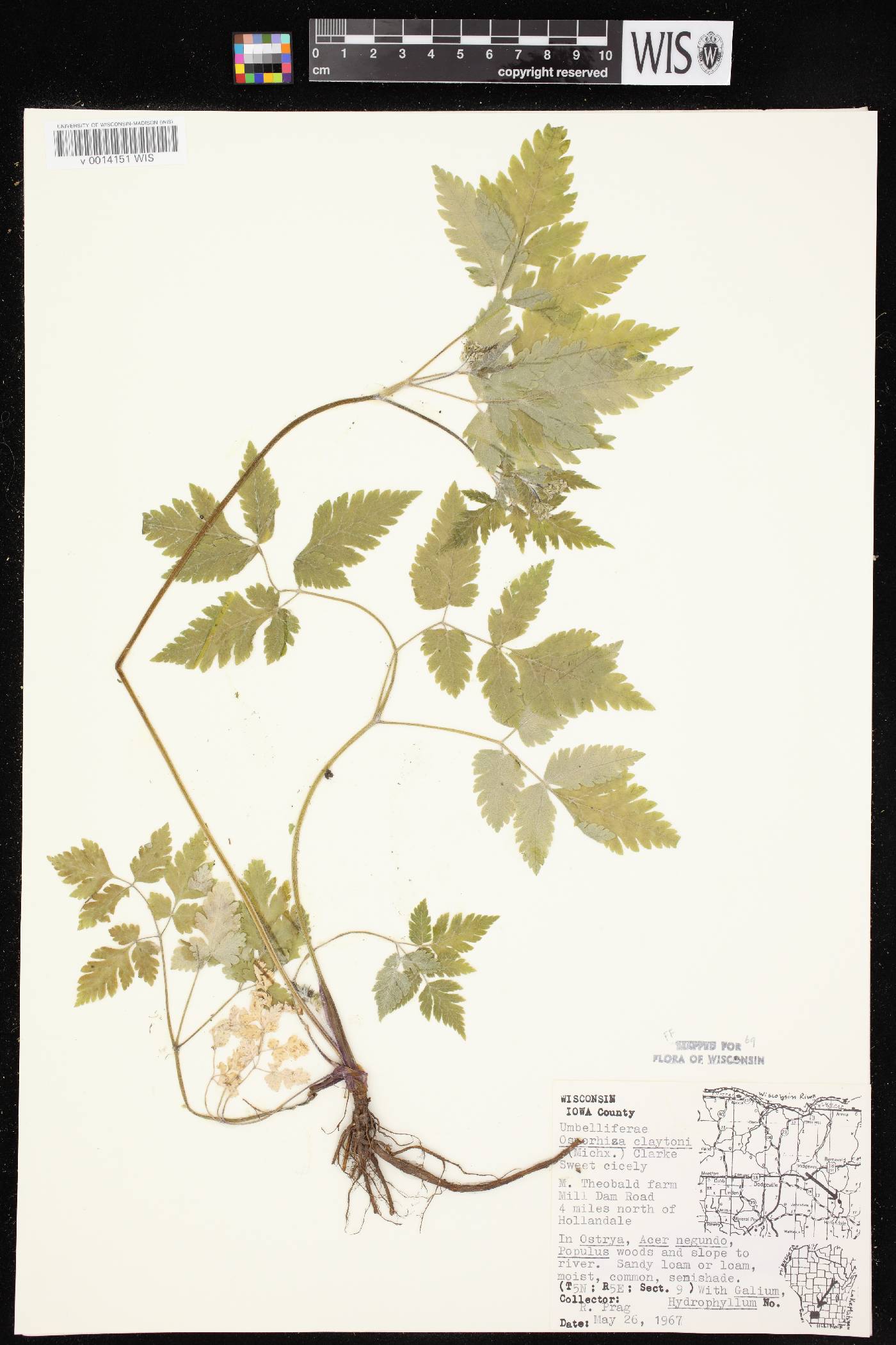 Osmorhiza claytonii image