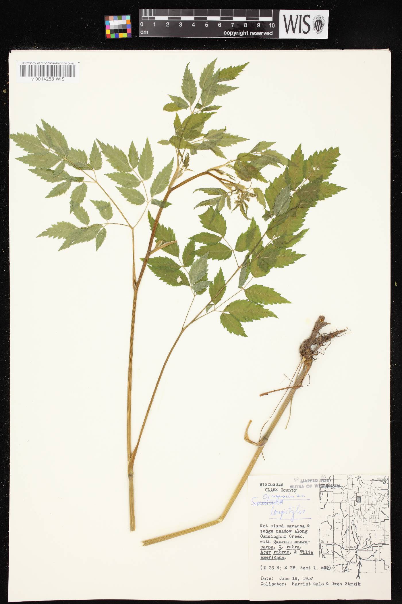 Osmorhiza longistylis image