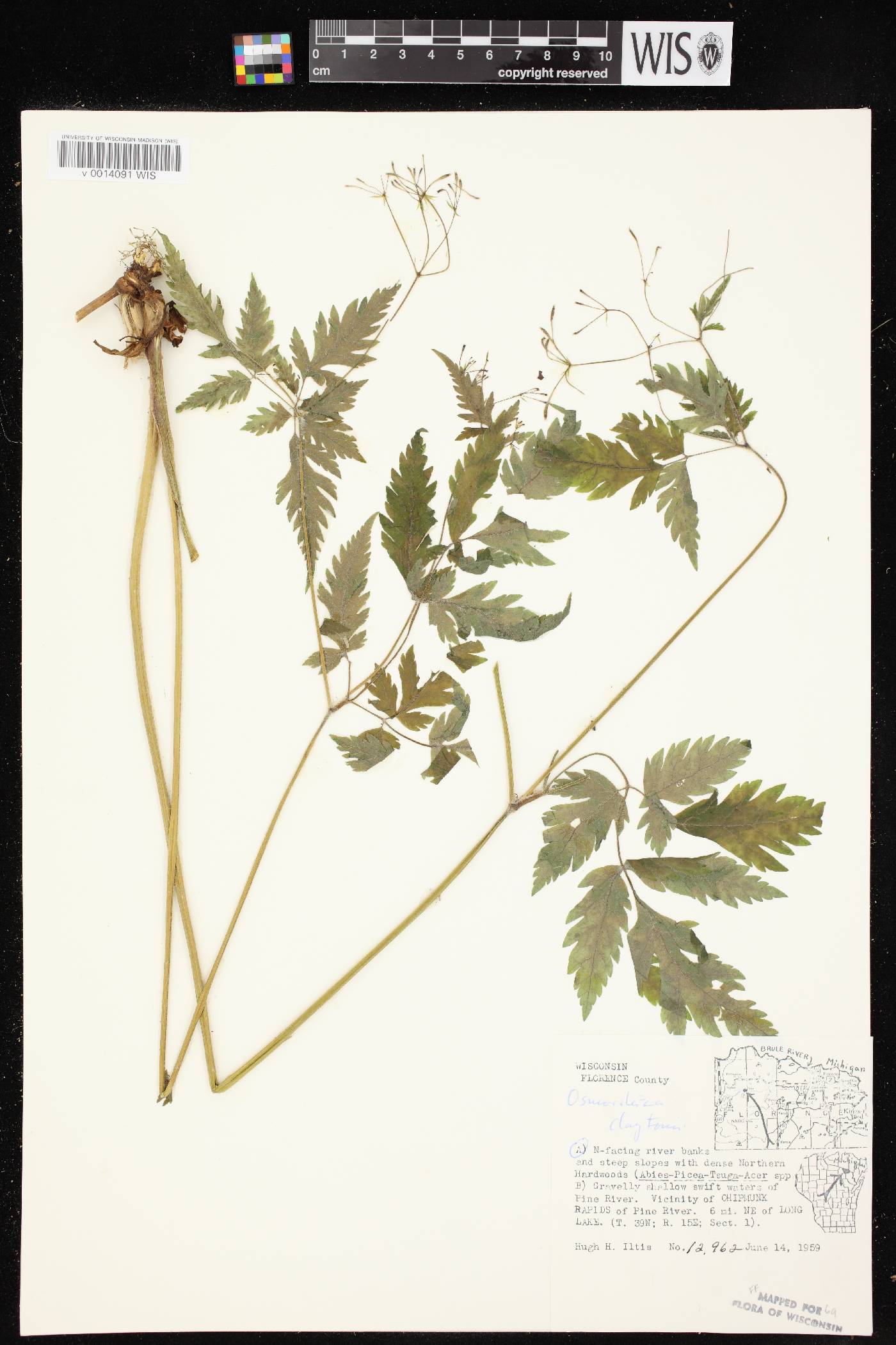 Osmorhiza claytonii image