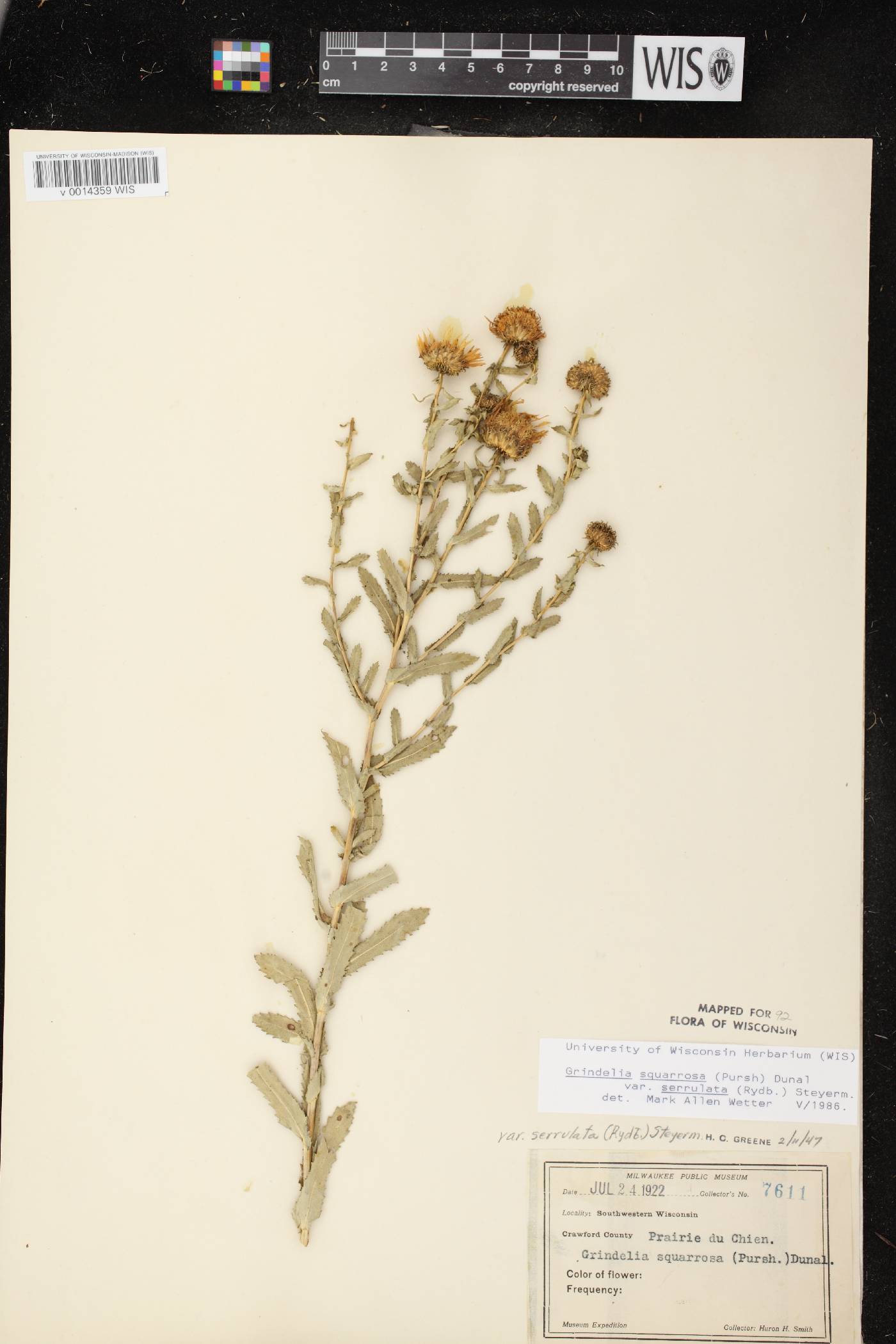 Grindelia squarrosa image