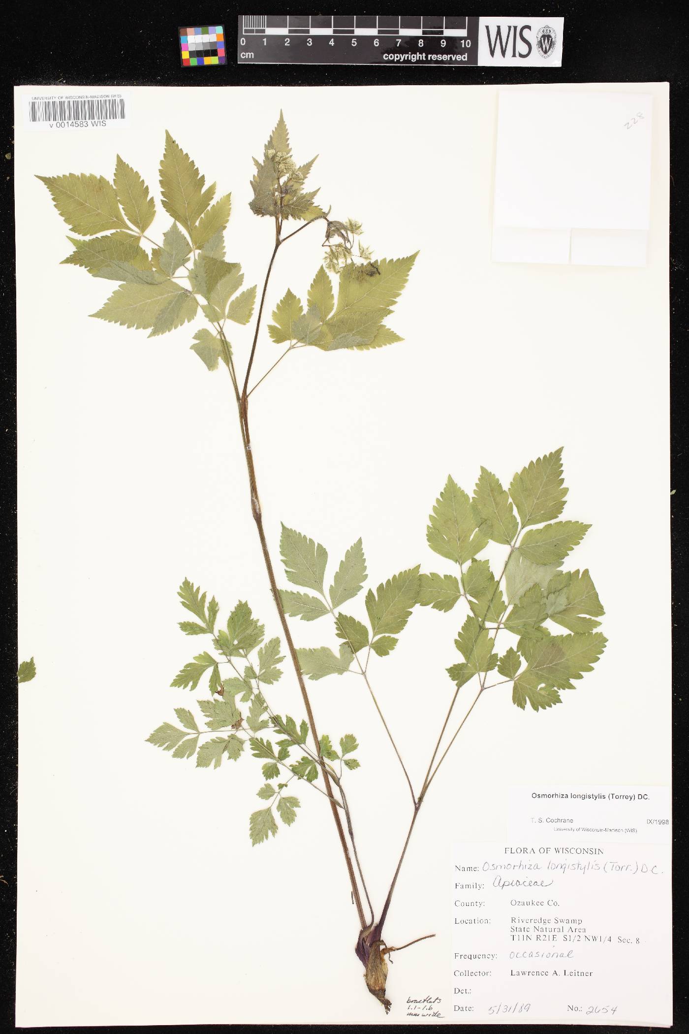 Osmorhiza longistylis image