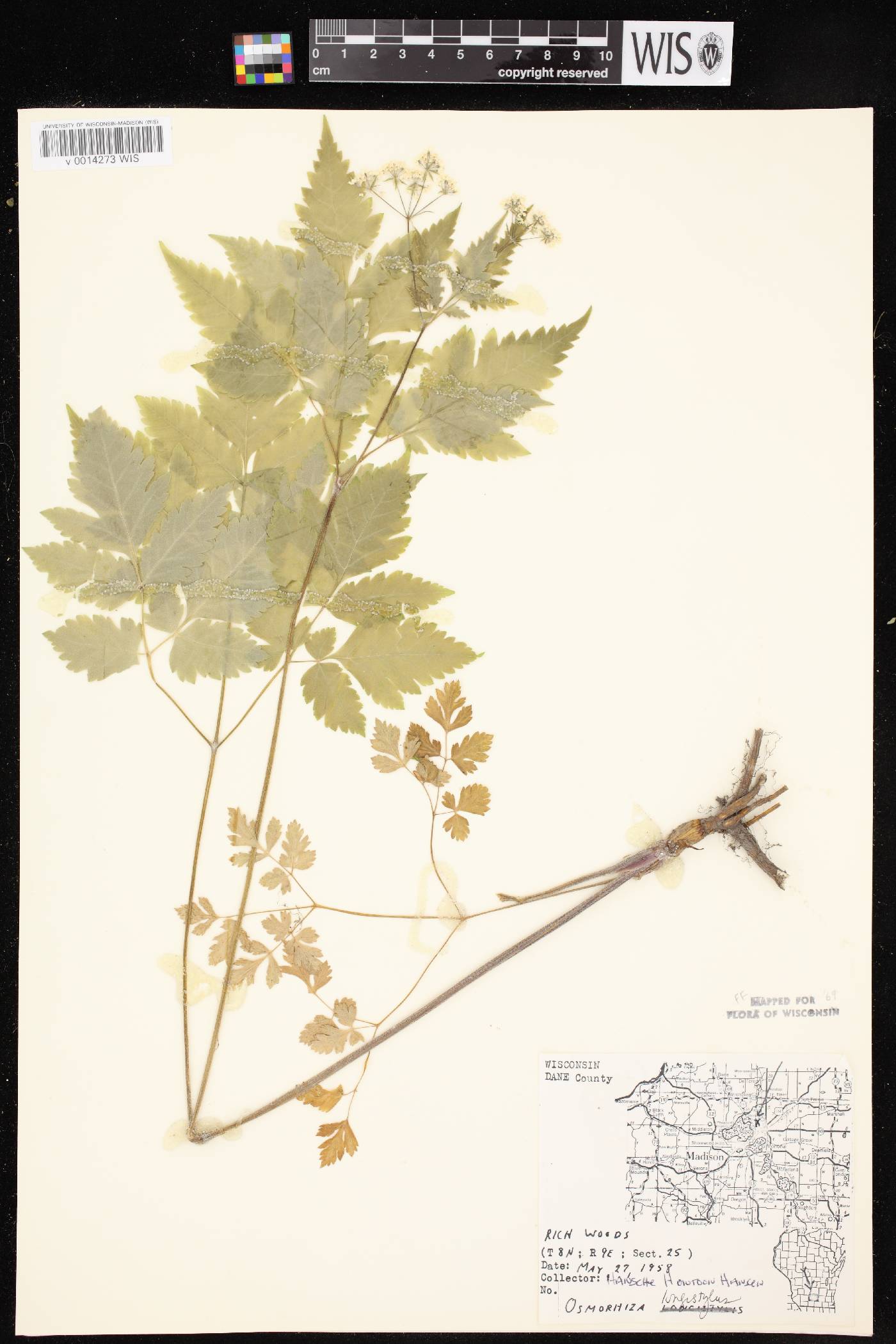 Osmorhiza longistylis image