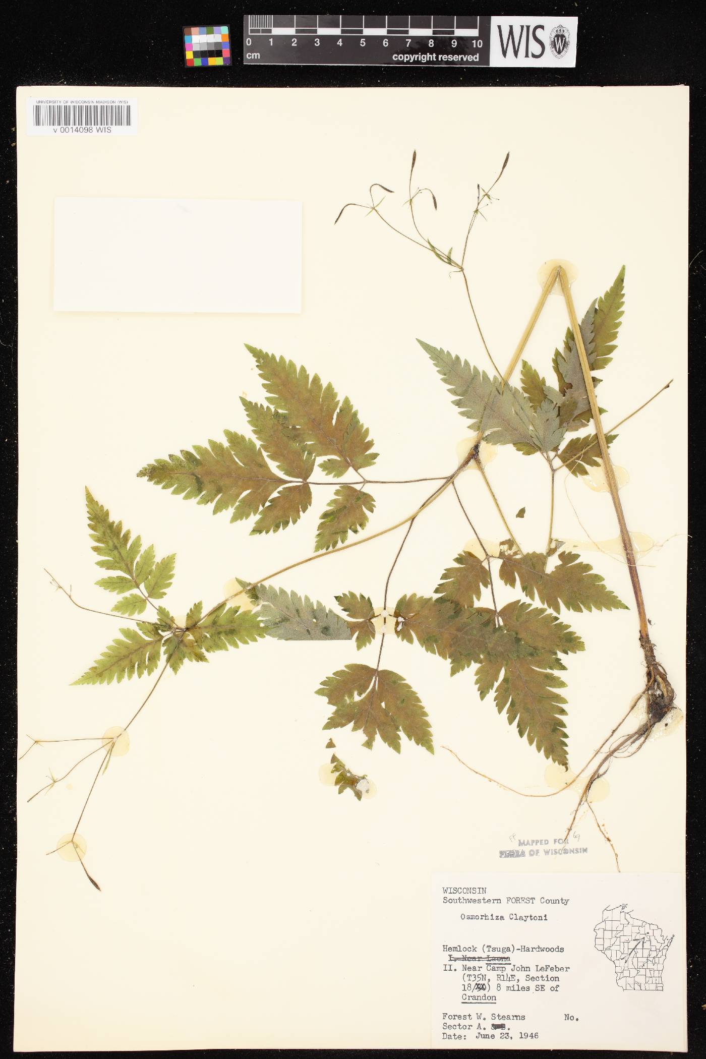 Osmorhiza claytonii image