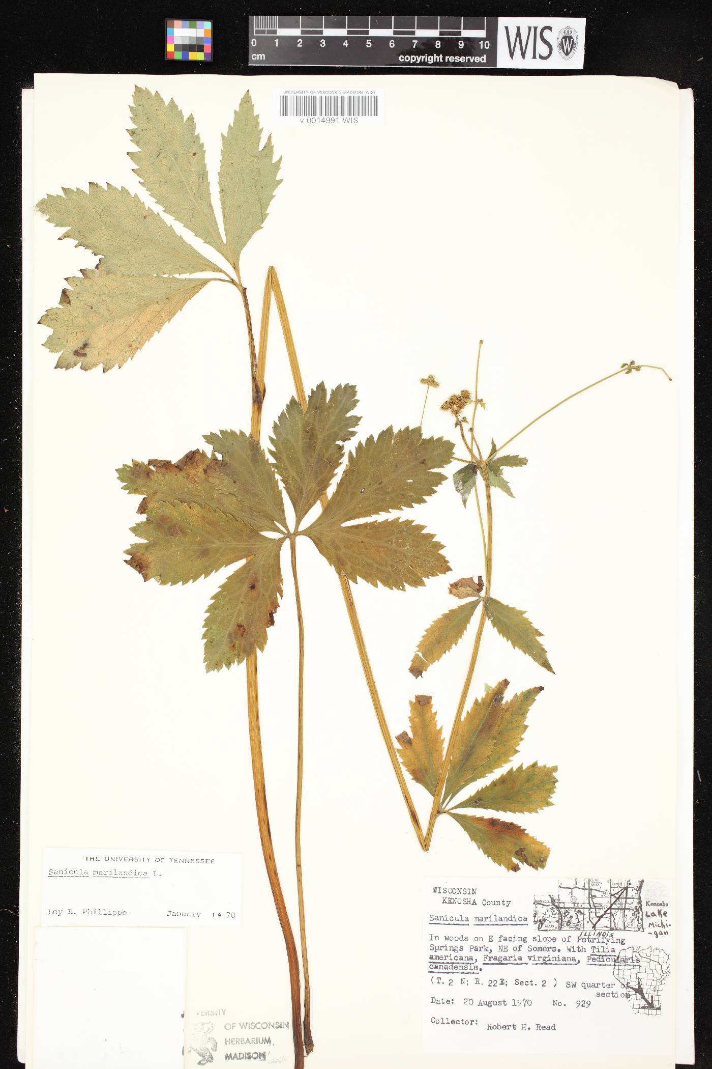 Sanicula marilandica image
