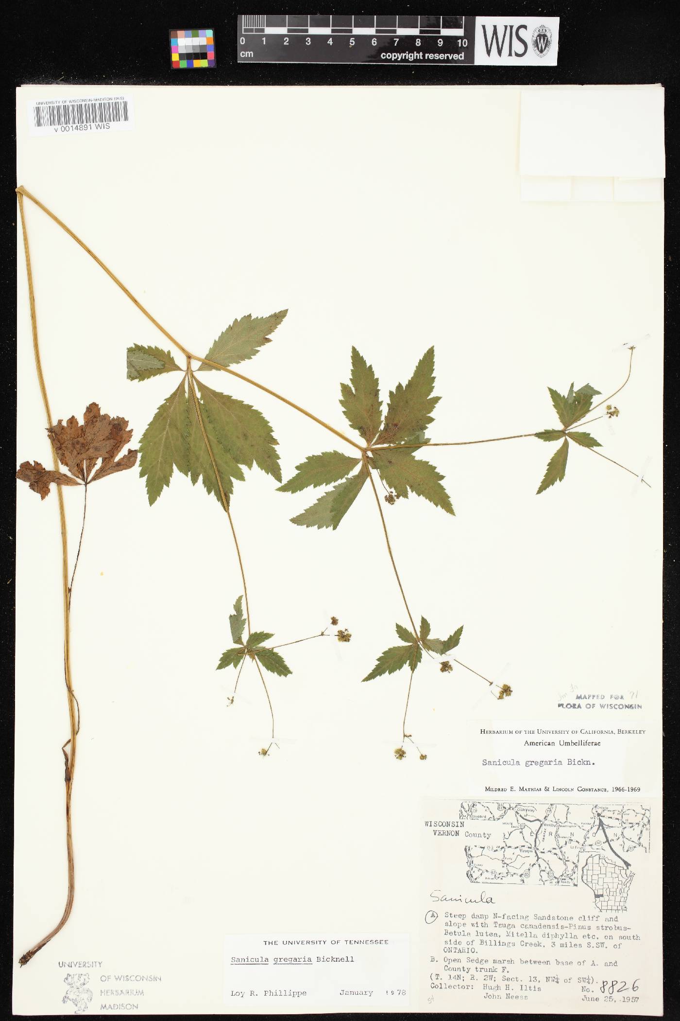 Sanicula odorata image
