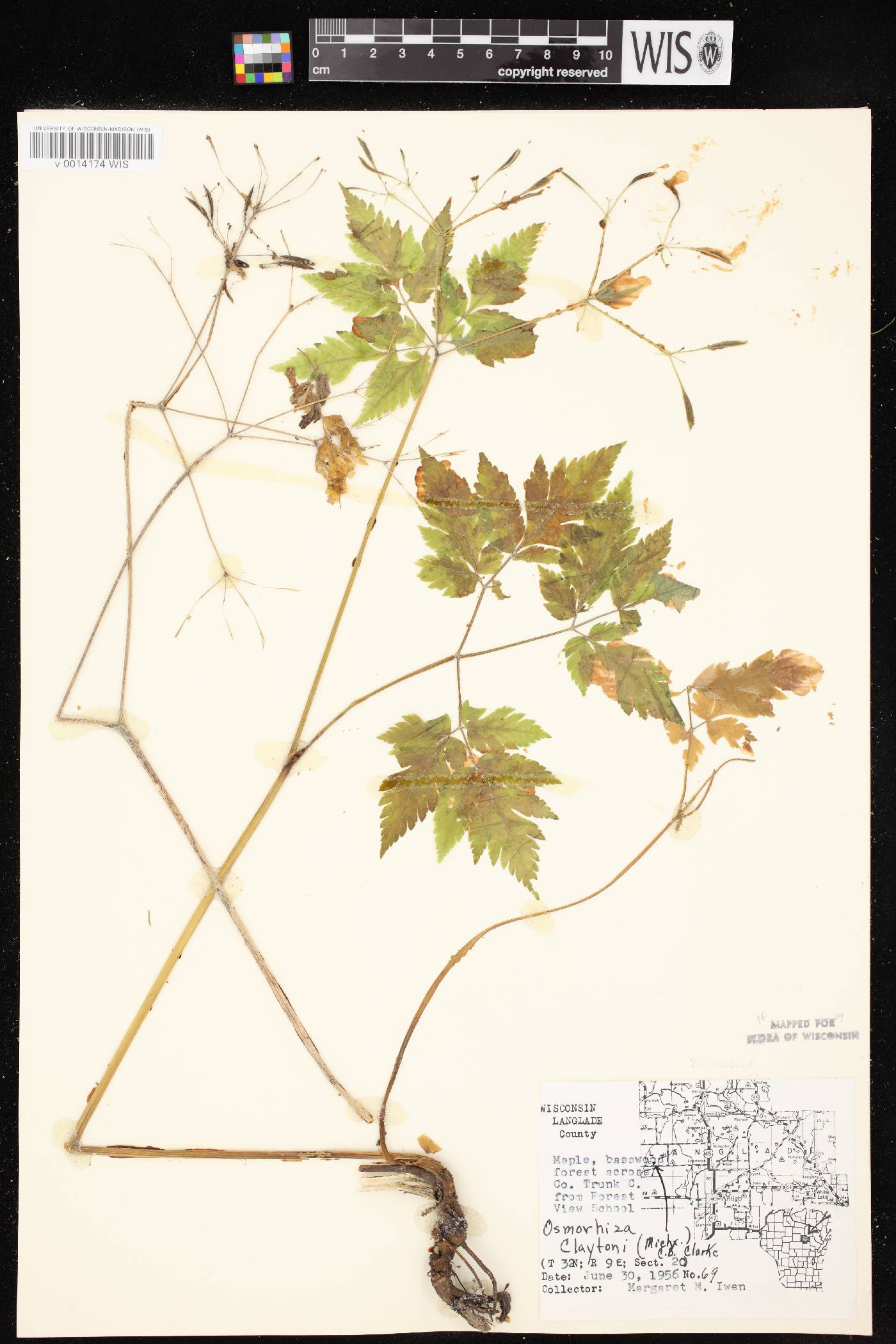 Osmorhiza claytonii image
