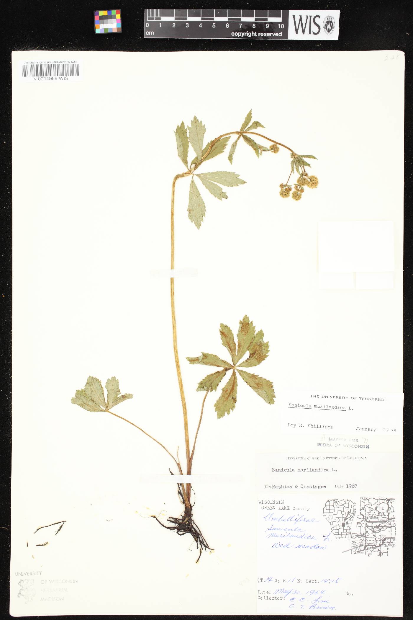 Sanicula marilandica image