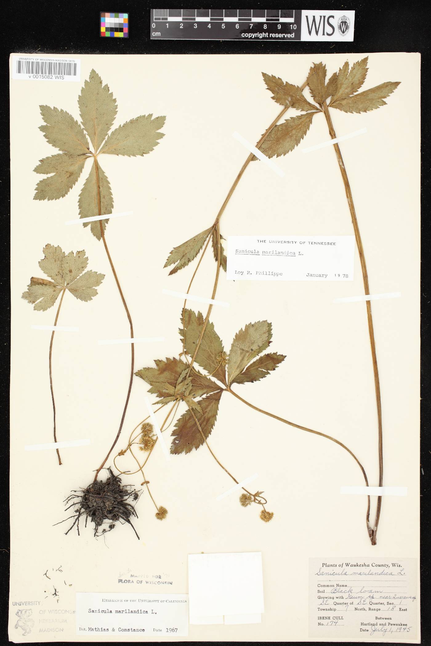 Sanicula marilandica image