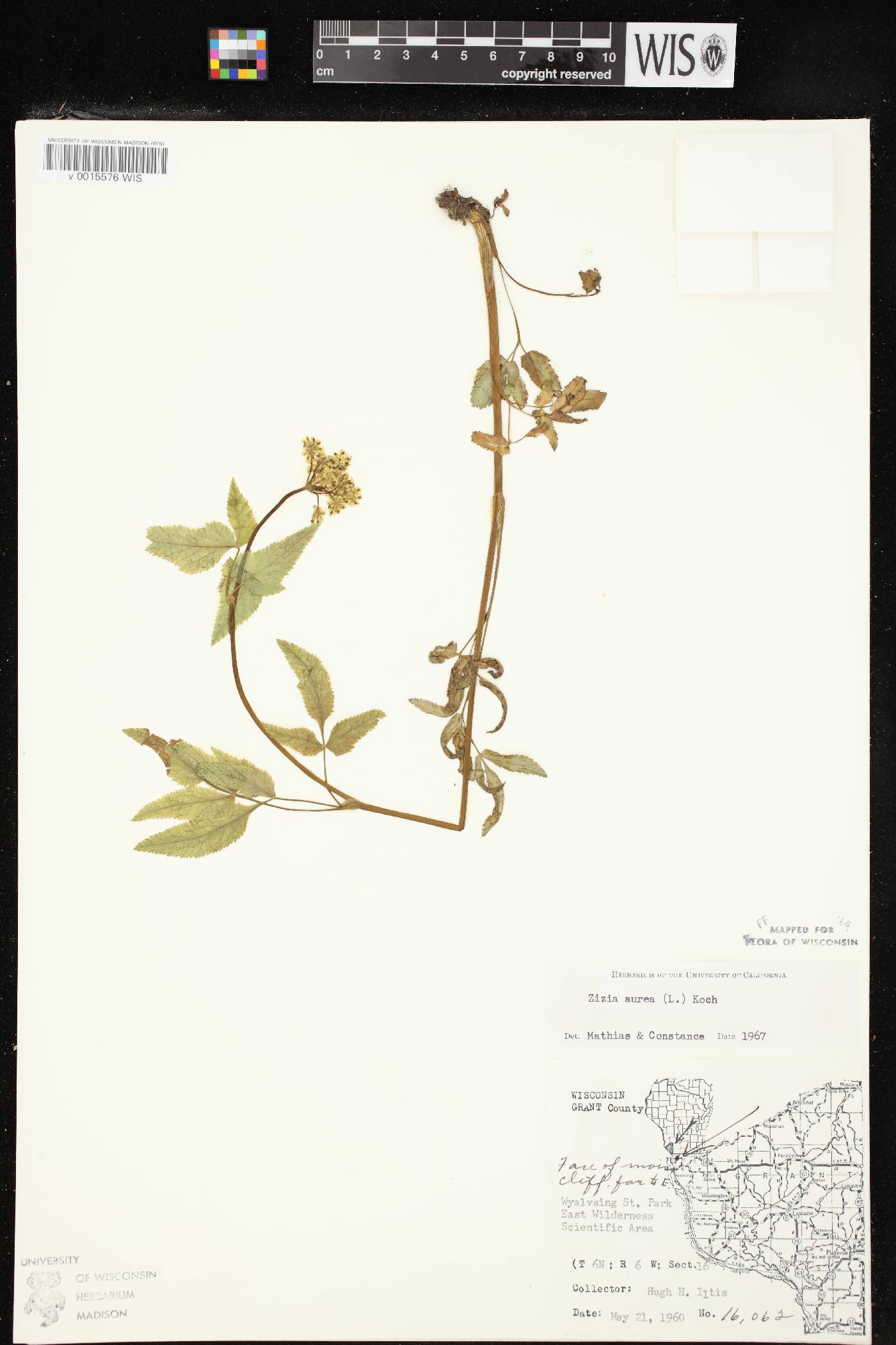Zizia aurea image