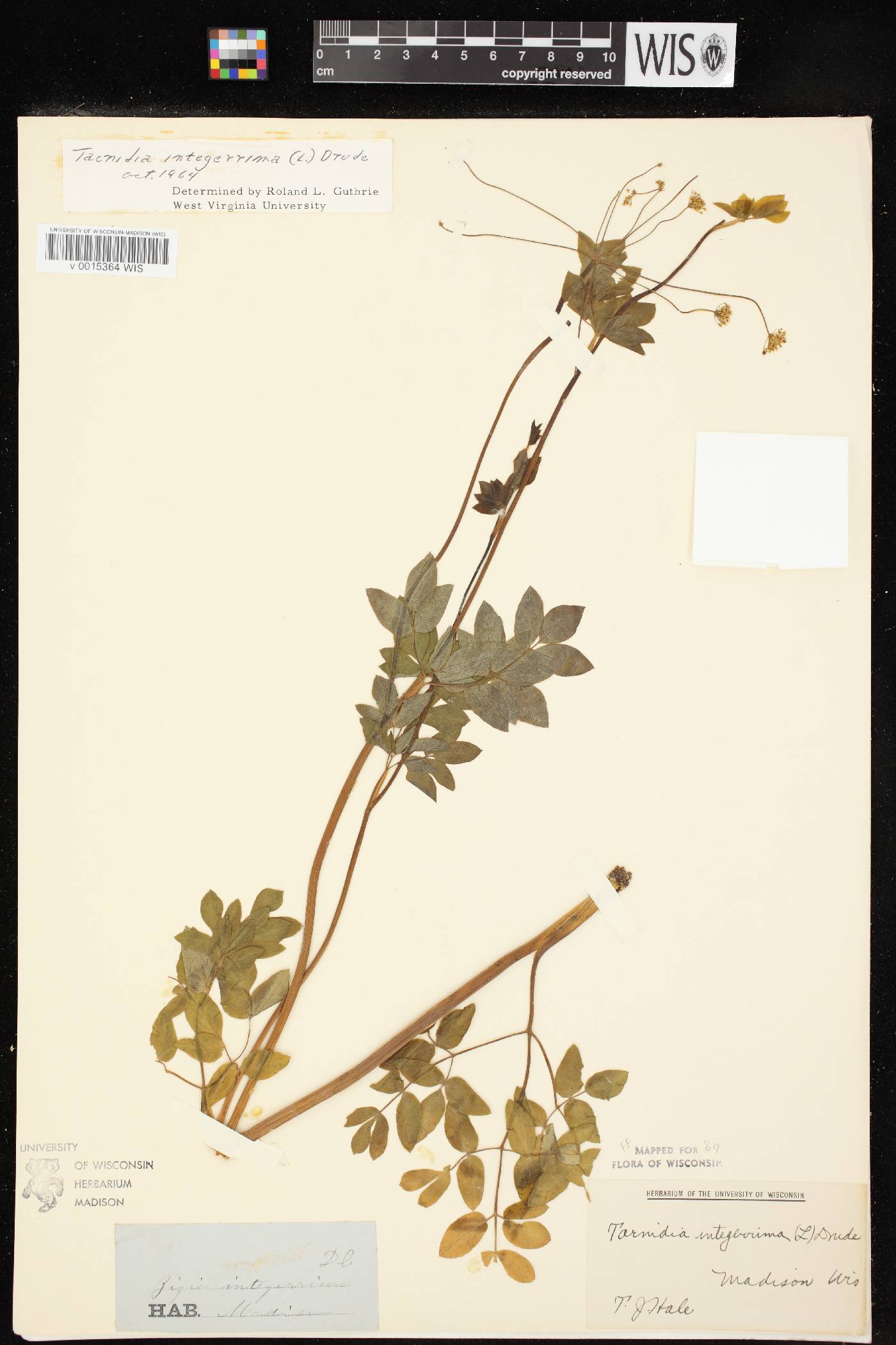 Taenidia integerrima image