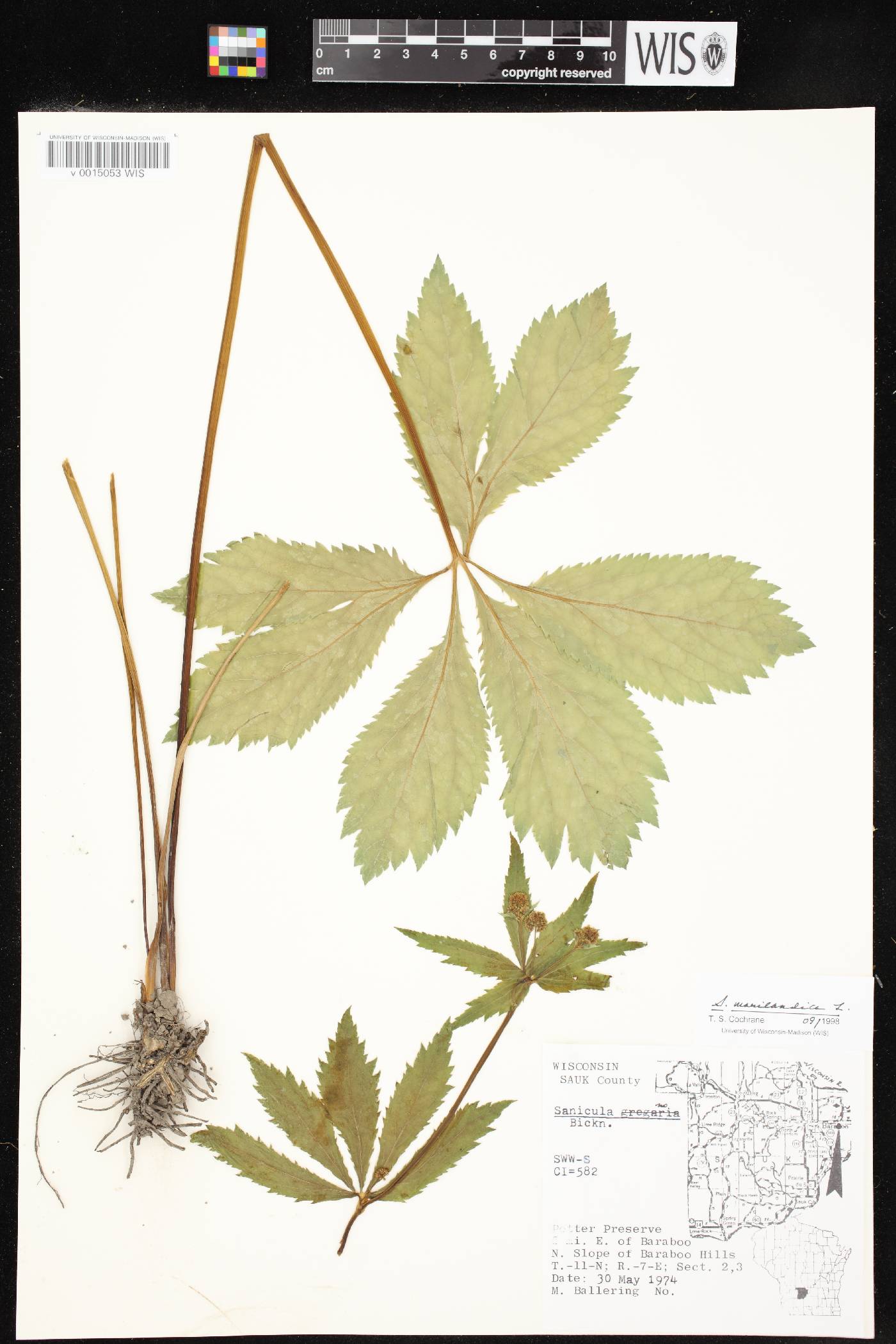 Sanicula marilandica image