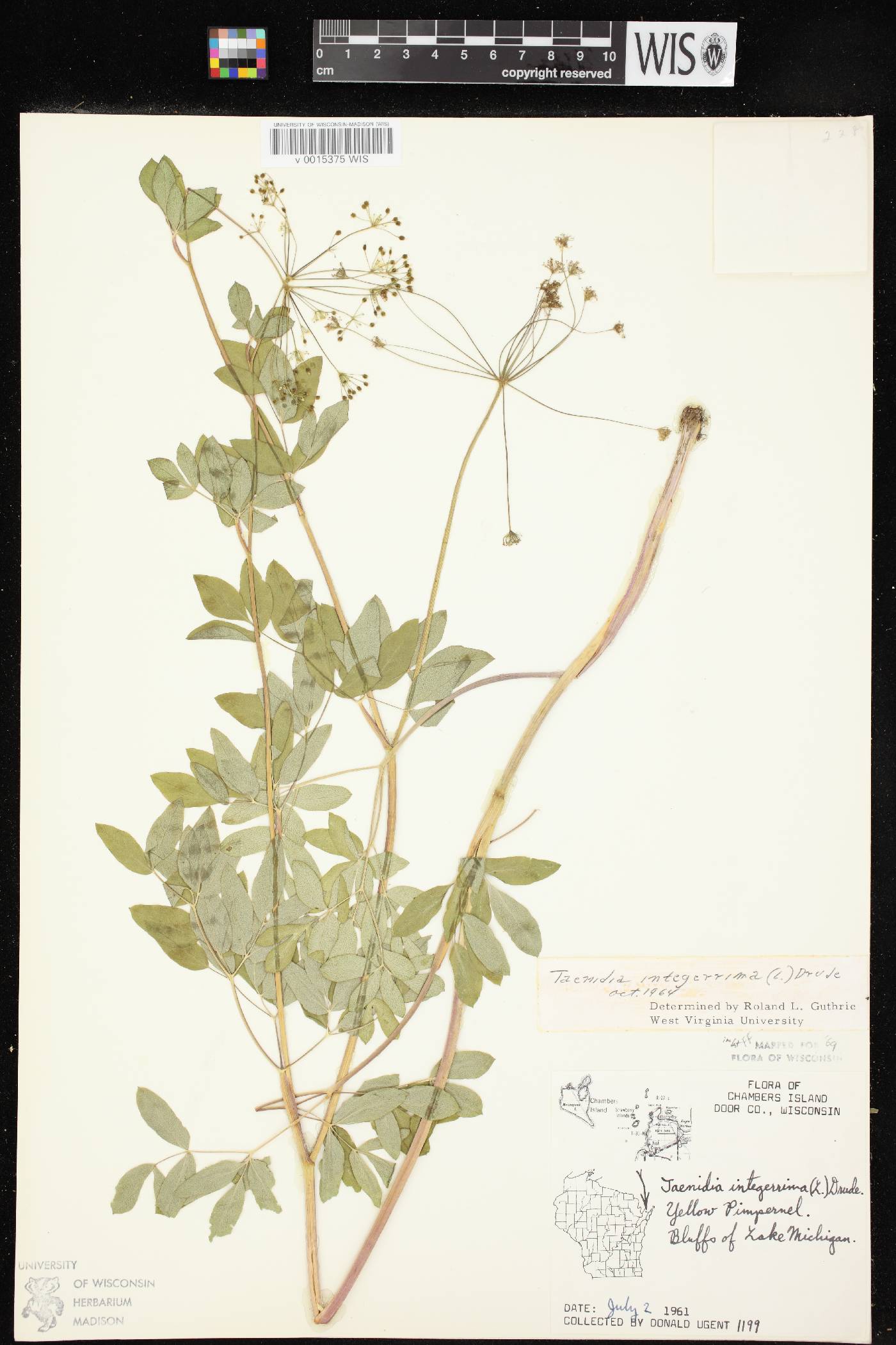 Taenidia integerrima image