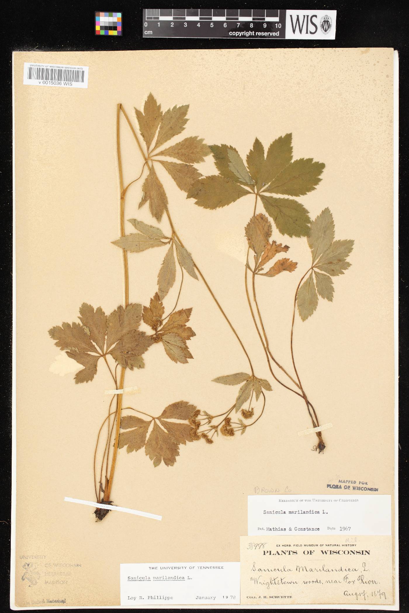 Sanicula marilandica image