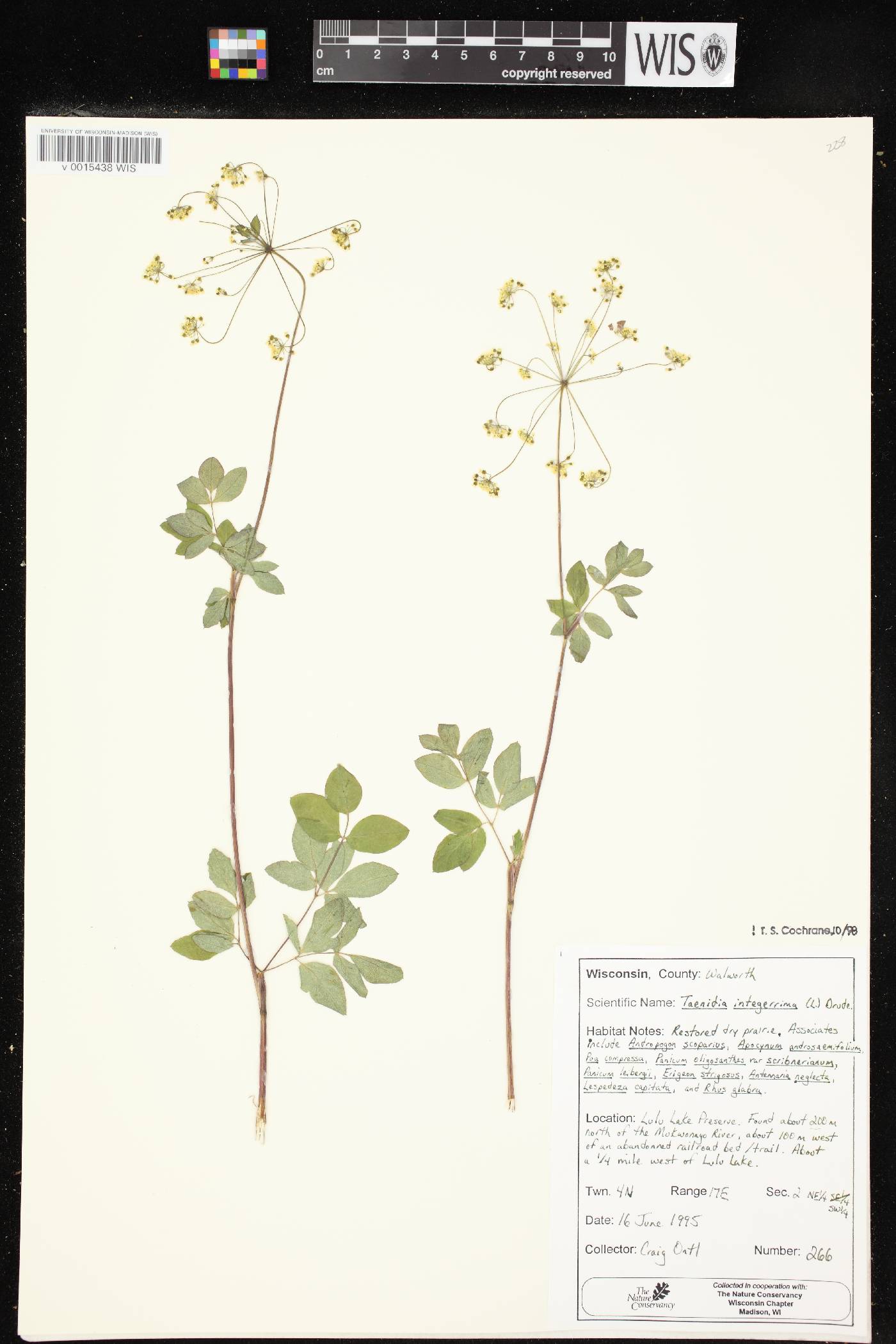 Taenidia integerrima image