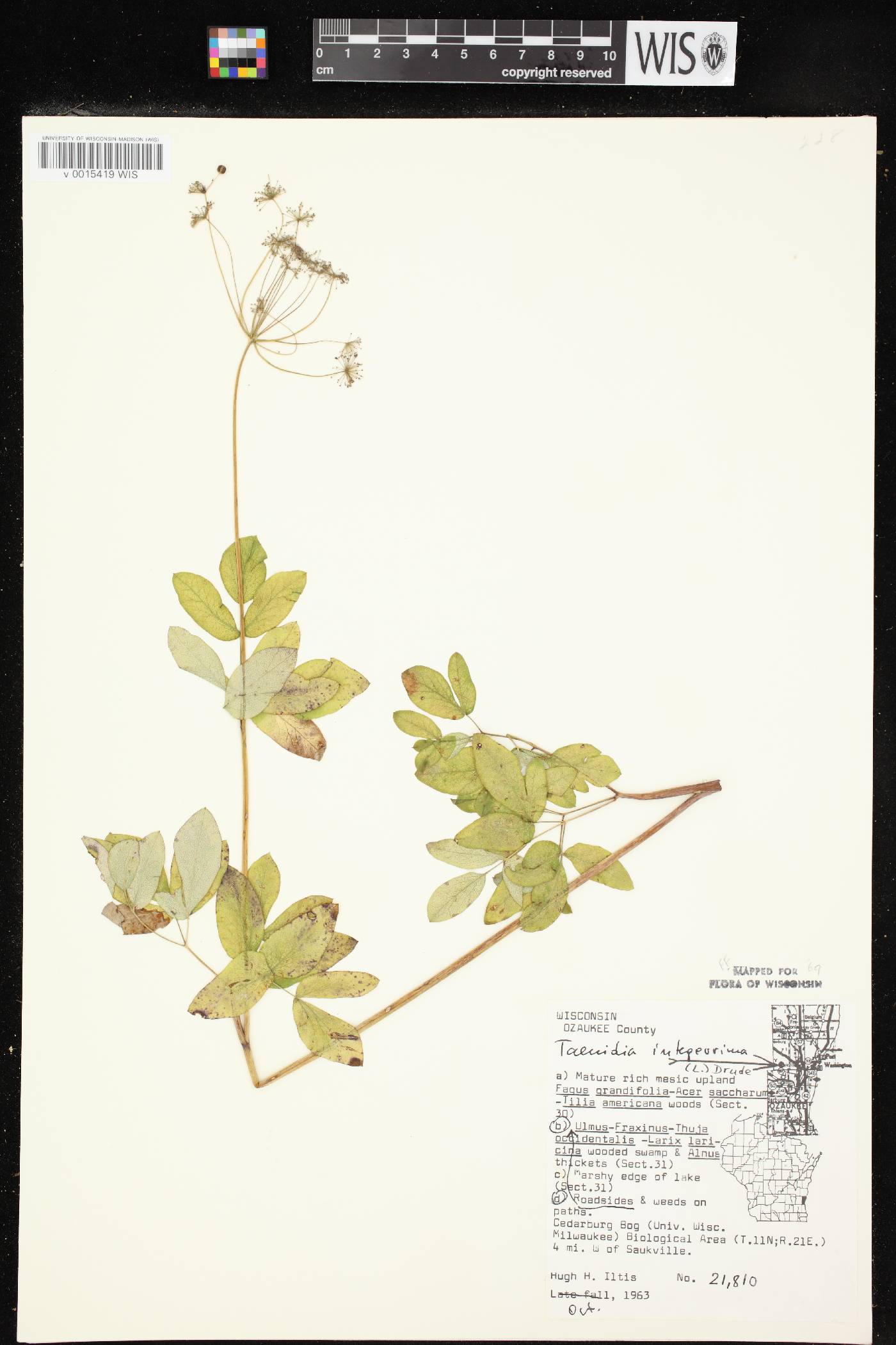 Taenidia integerrima image