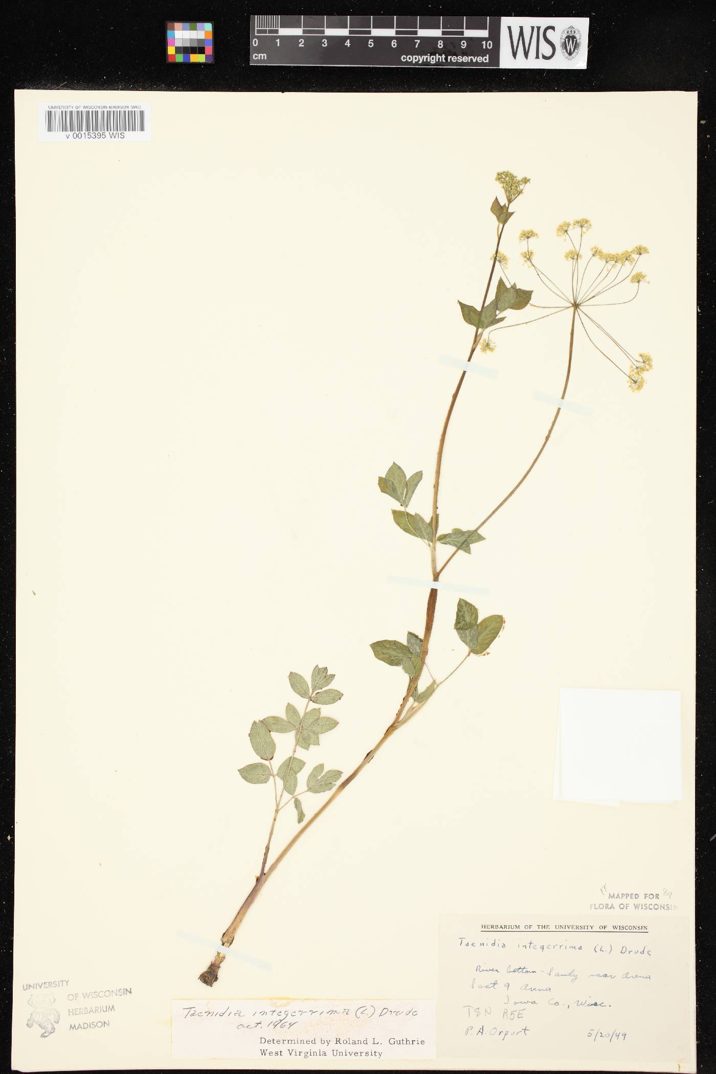Taenidia integerrima image