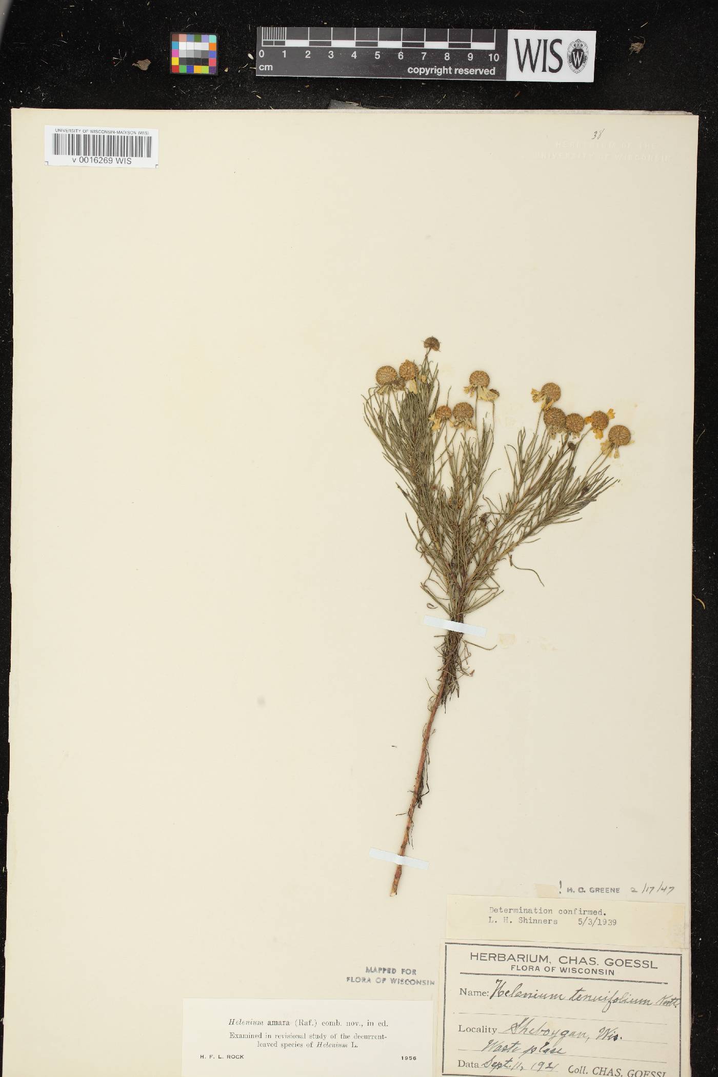 Helenium amarum var. amarum image