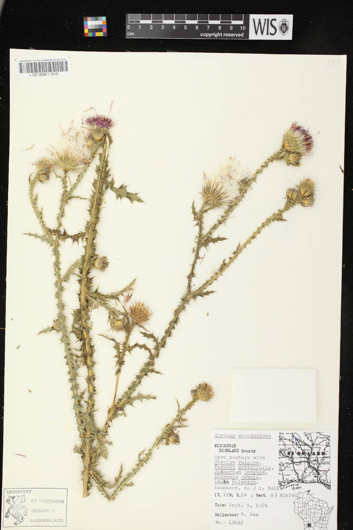 Carduus acanthoides subsp. acanthoides image